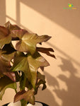 Artificial Ivy Succulent | Green & Red | 16 cm
