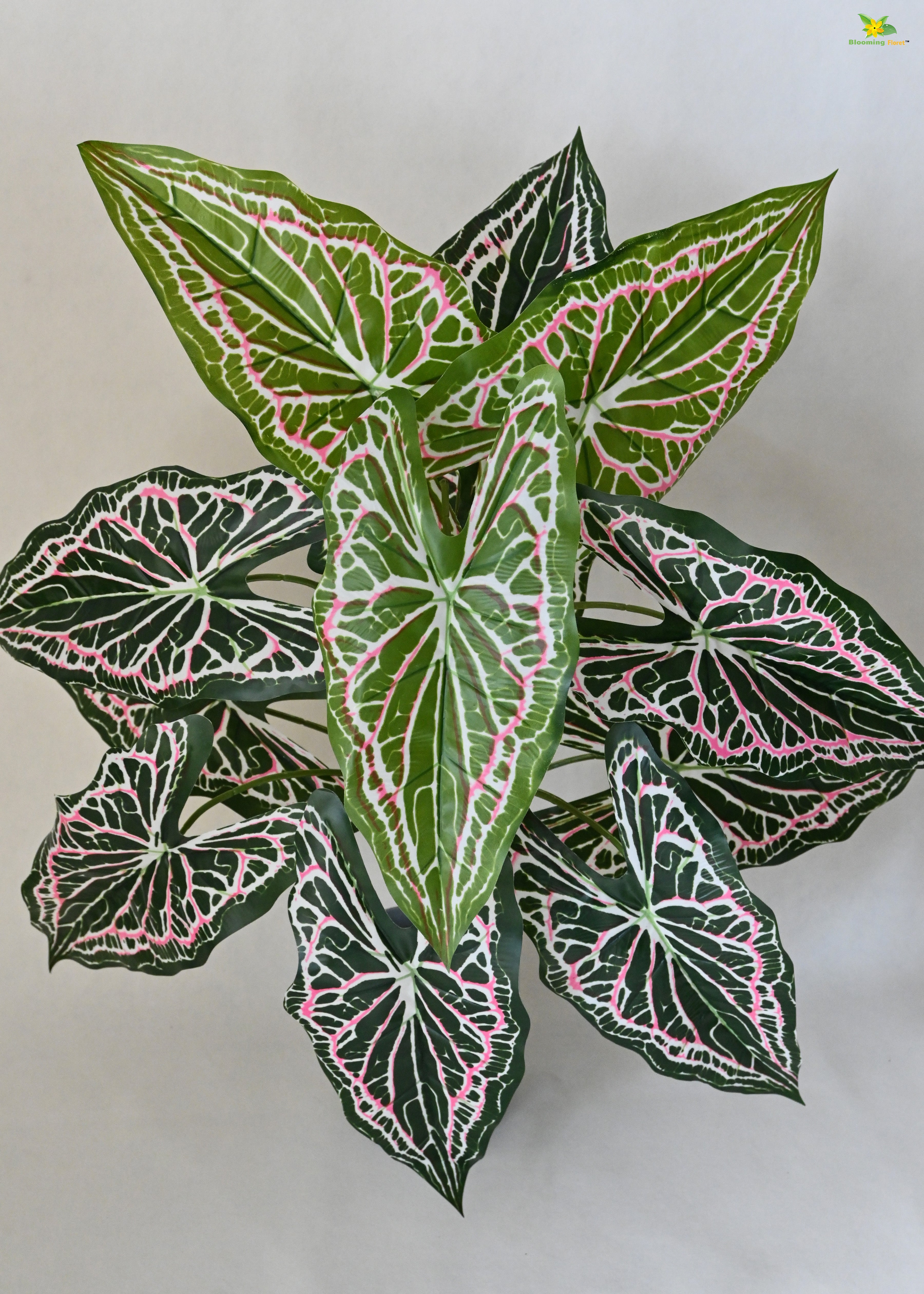 Artificial Web Pattern Caladium Plant for Decor | 12 Leaves with Basic Pot | 78.7 cm