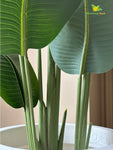 Artificial Banana Plant - 157 cm, with Basic Pot