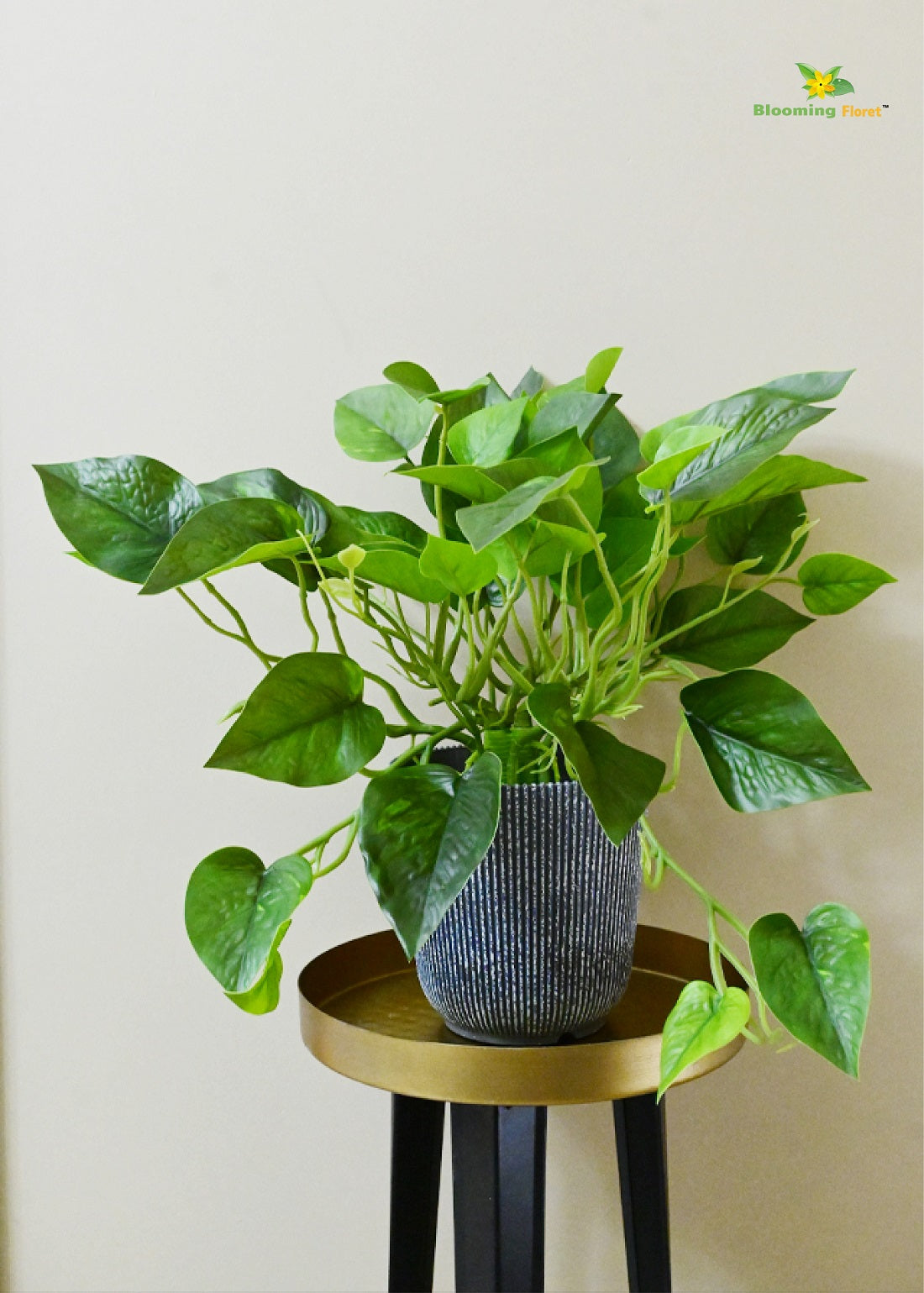 Boho Bliss Caladium Plant