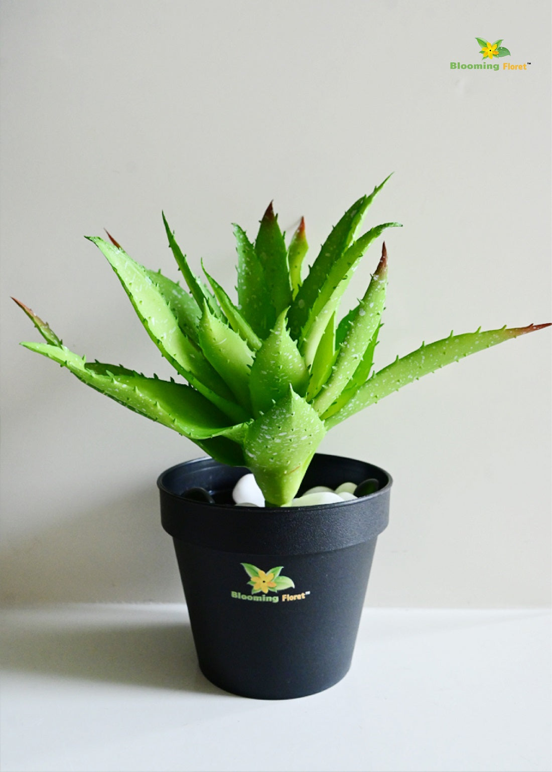 Timeless Aloe Vera Plant