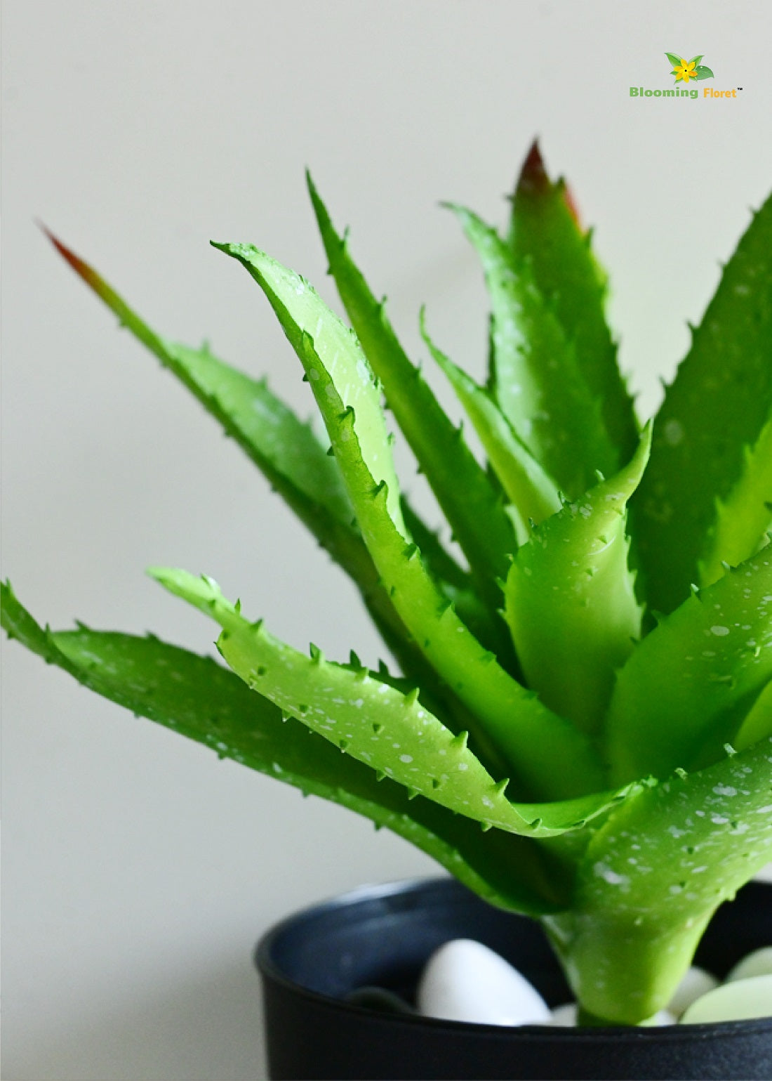 Timeless Aloe Vera Plant