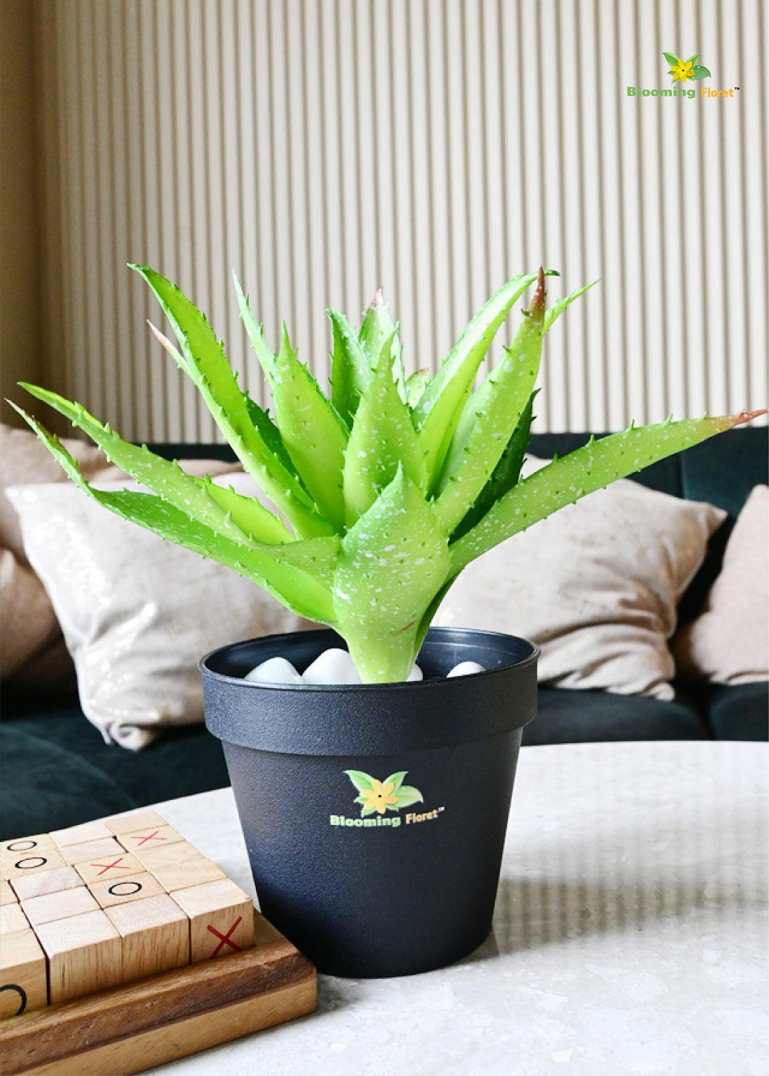 Timeless Aloe Vera Plant