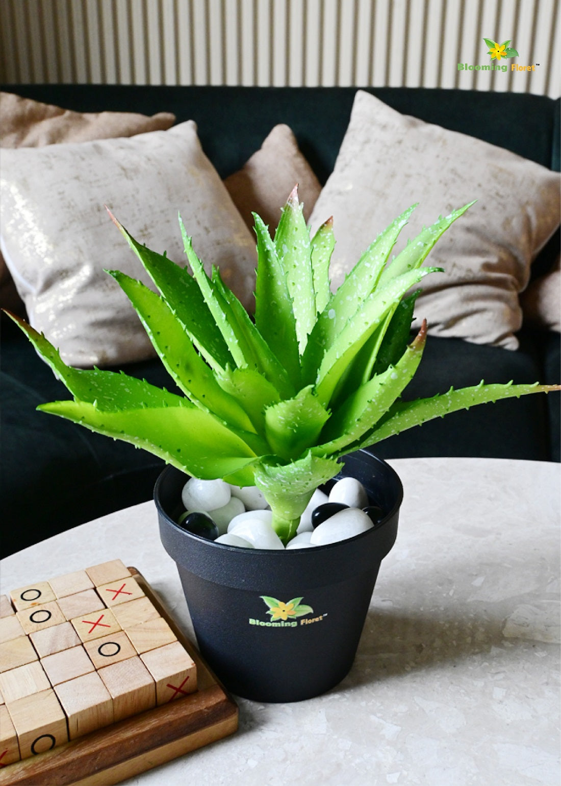 Timeless Aloe Vera Plant