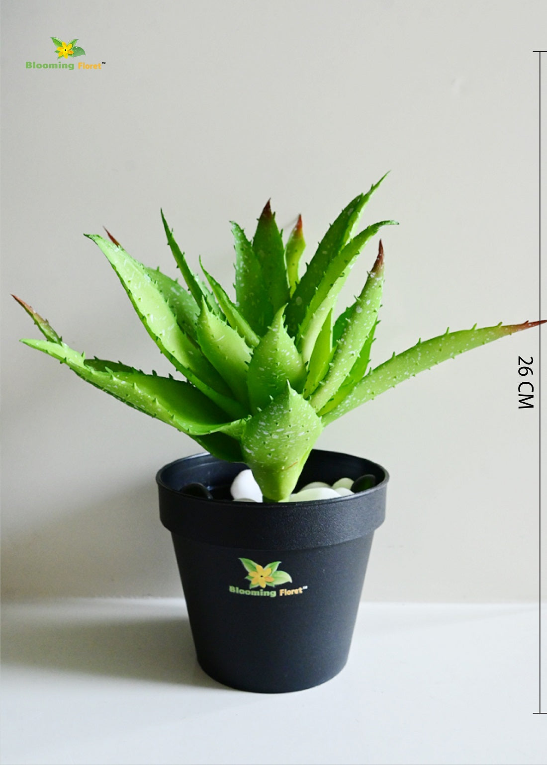 Timeless Aloe Vera Plant