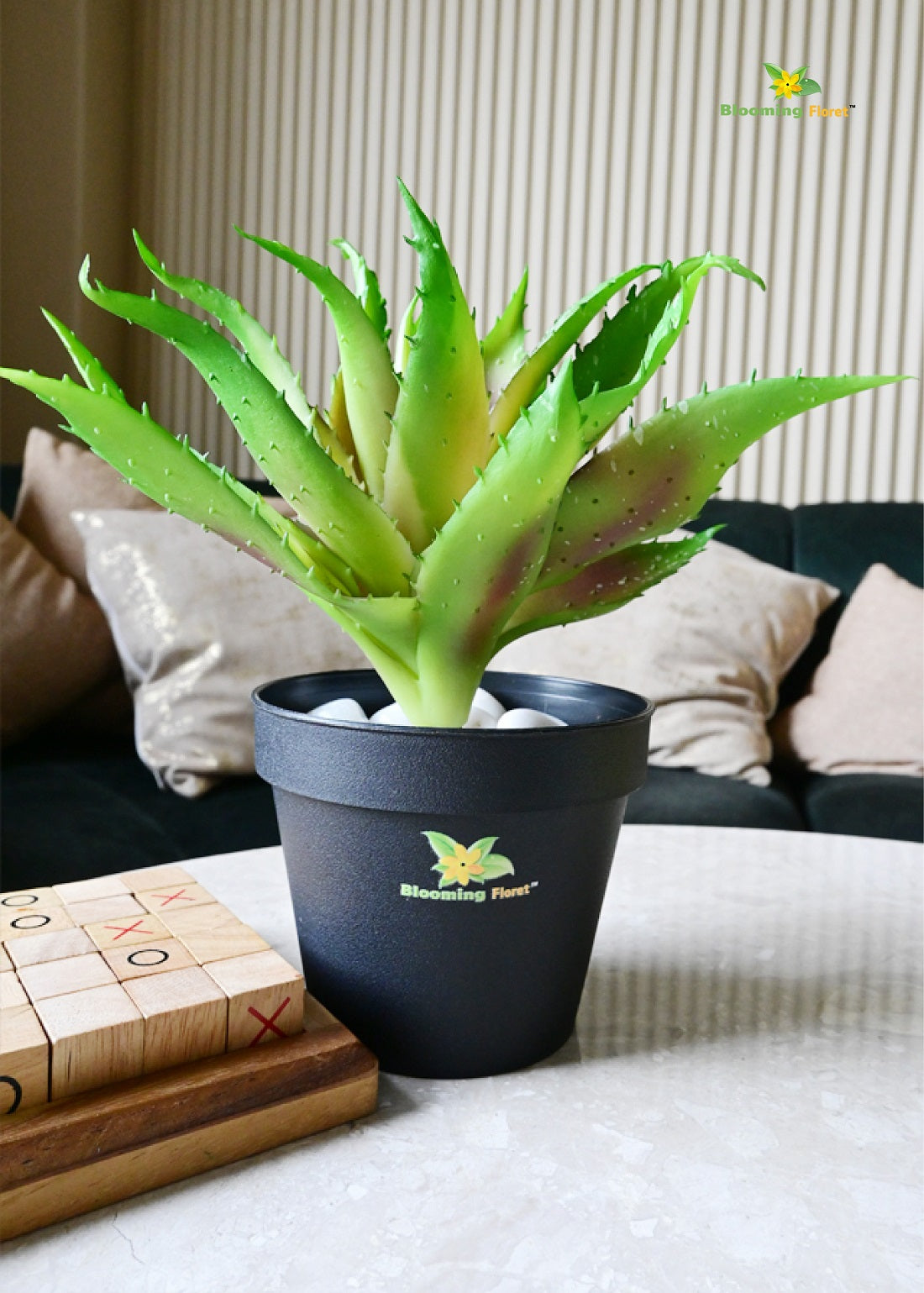 Timeless Aloe Vera Plant