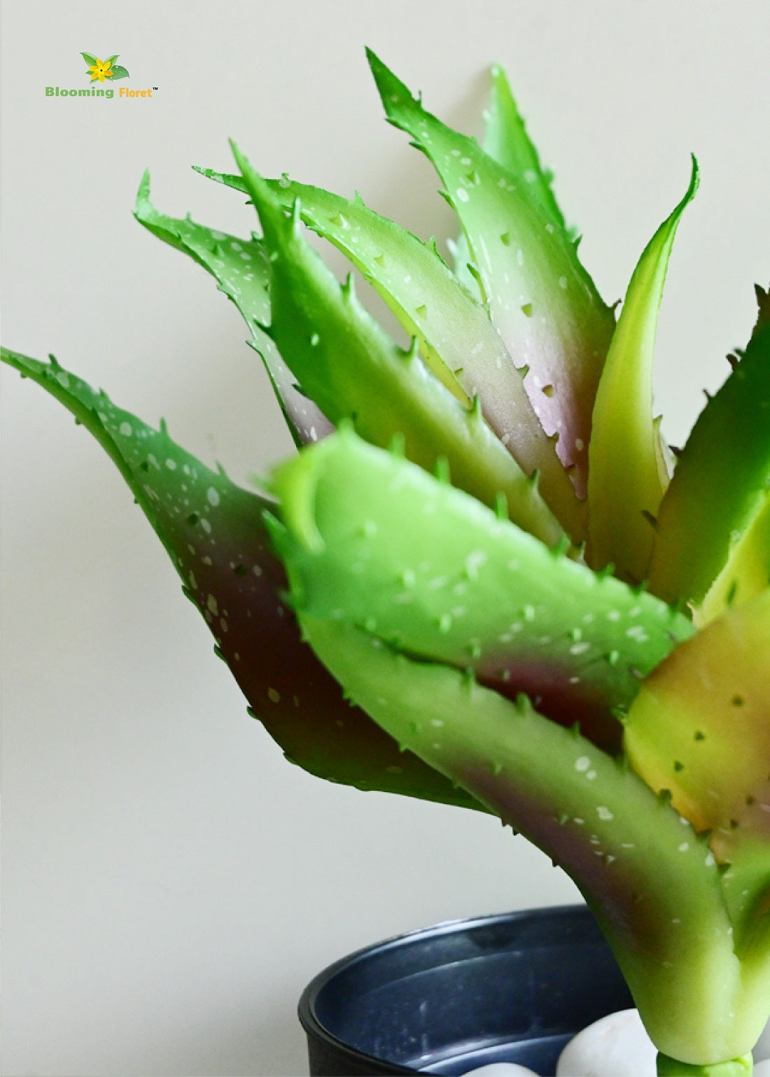 Timeless Aloe Vera Plant