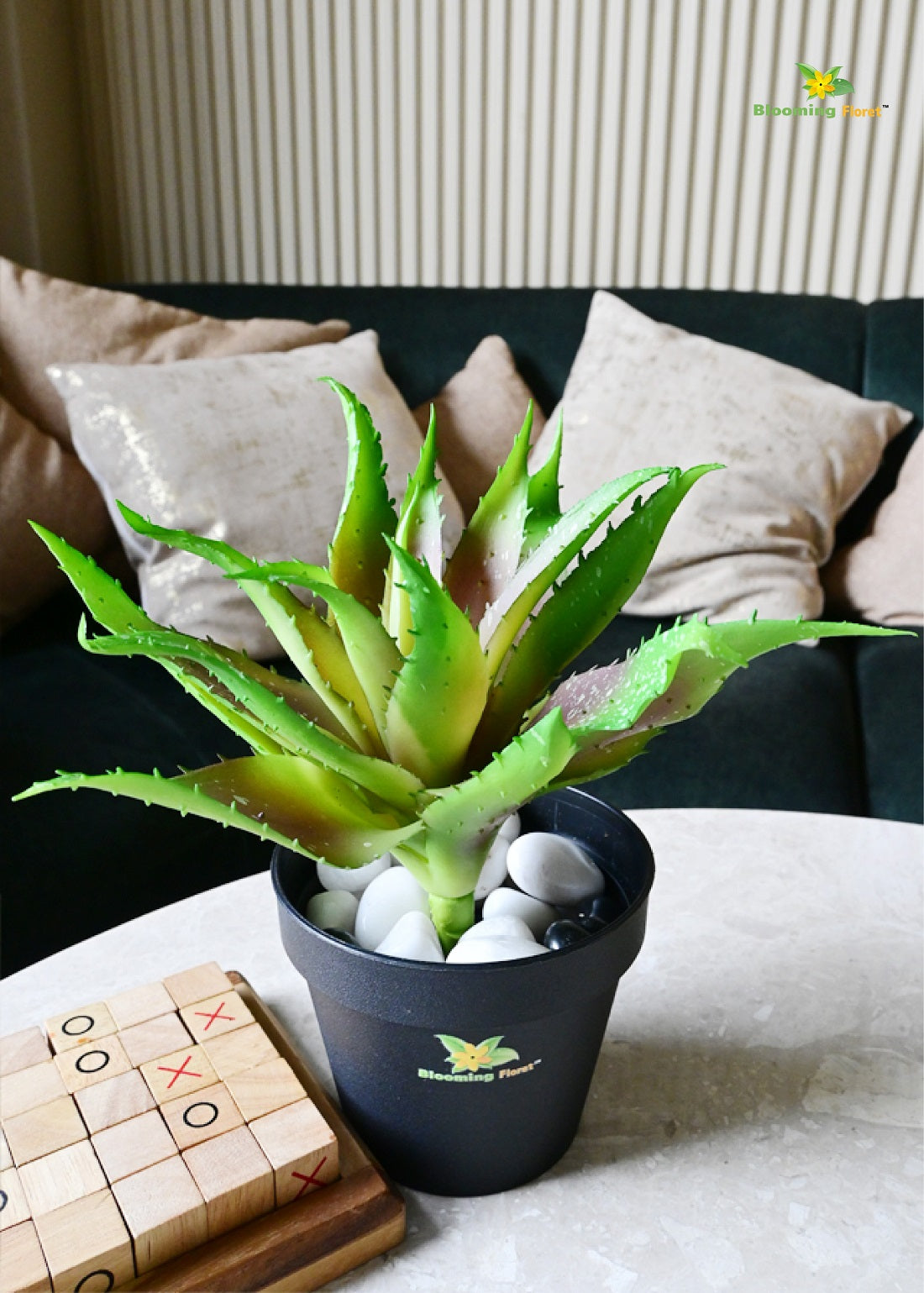 Timeless Aloe Vera Plant