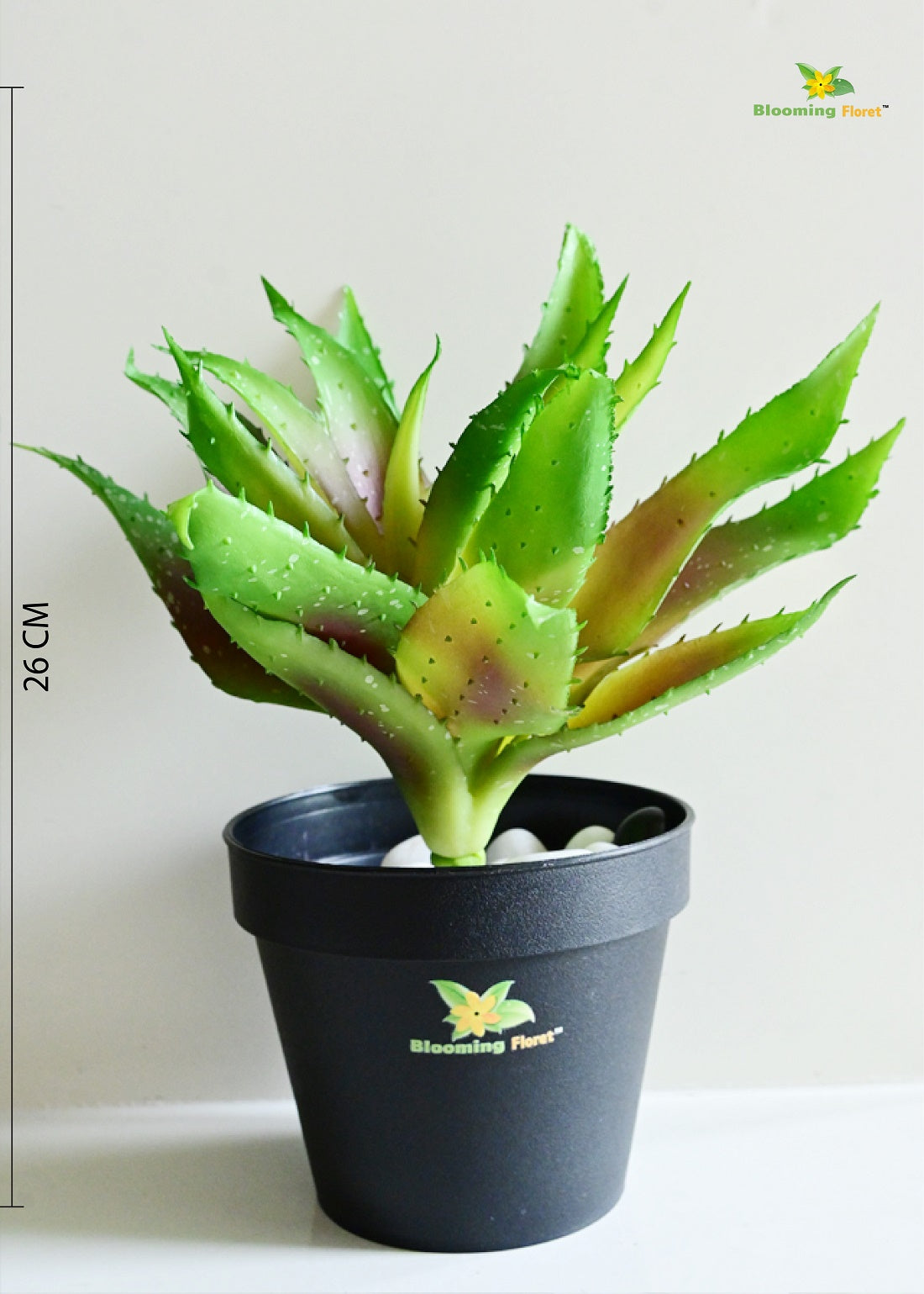 Timeless Aloe Vera Plant