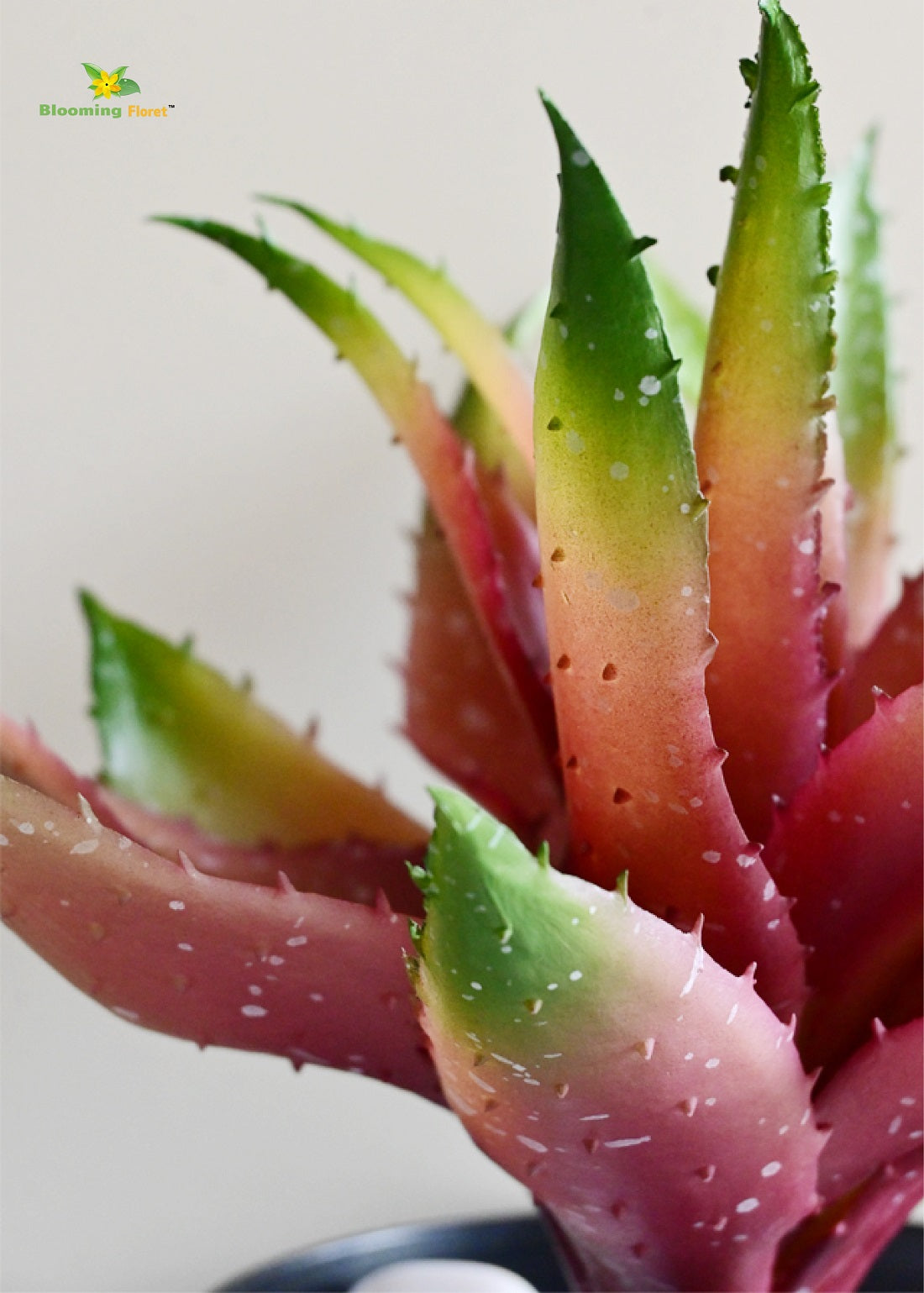 Timeless Aloe Vera Plant