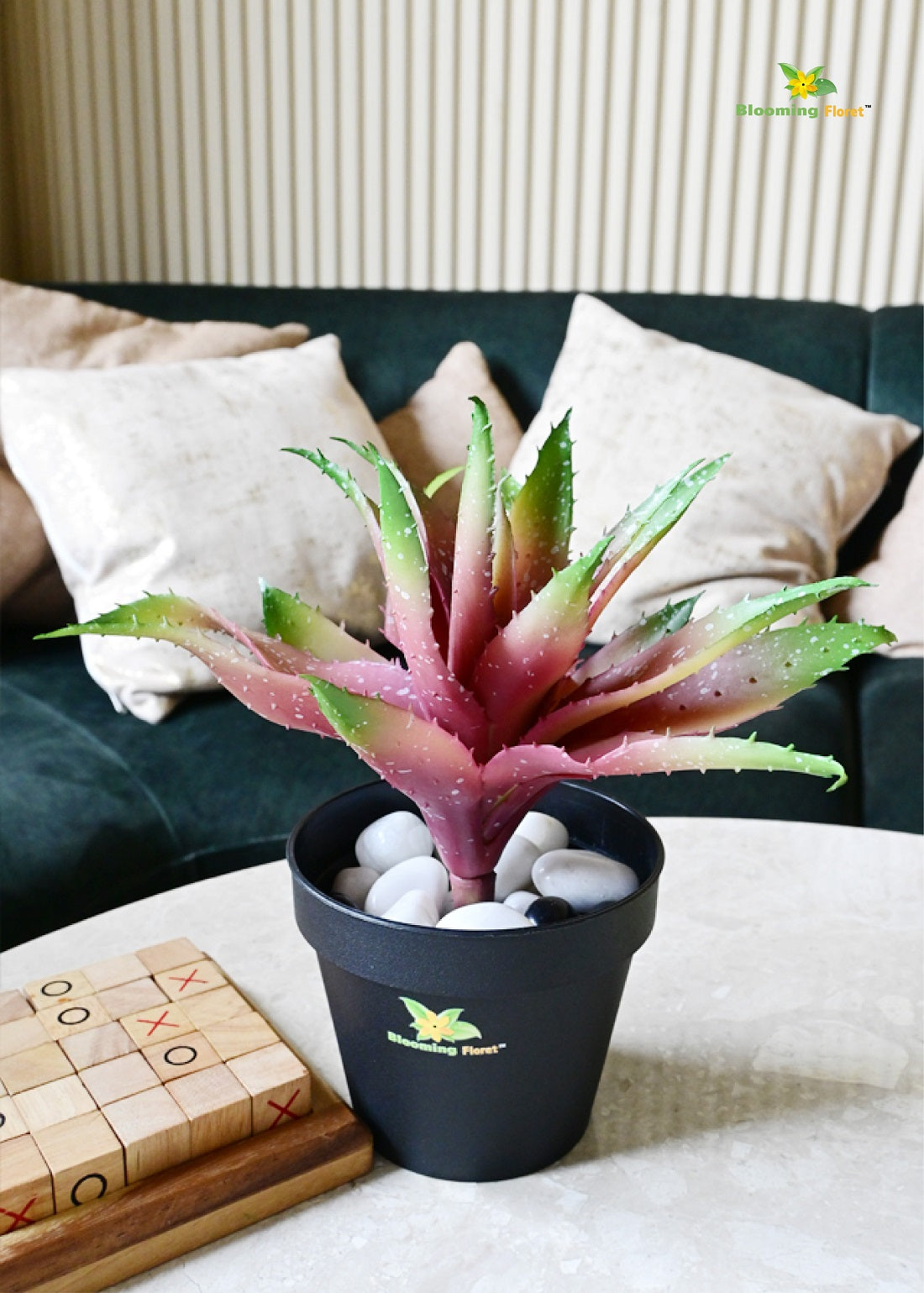 Timeless Aloe Vera Plant