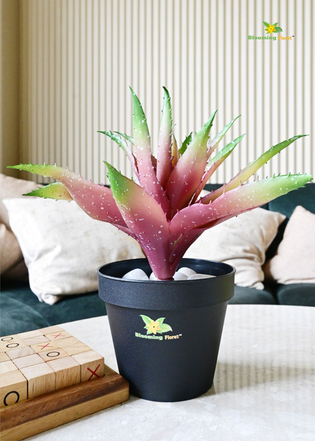 Timeless Aloe Vera Plant