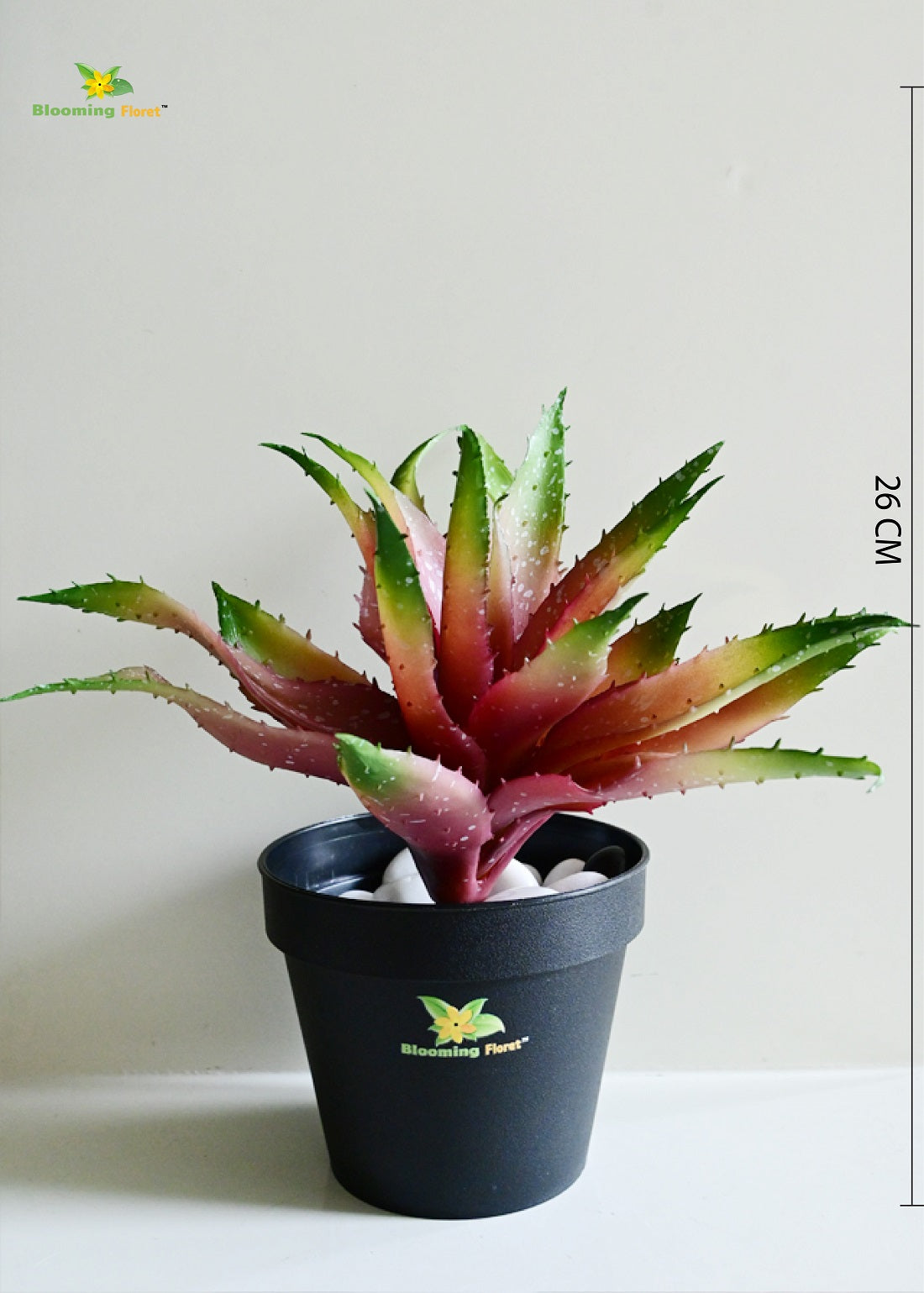 Timeless Aloe Vera Plant