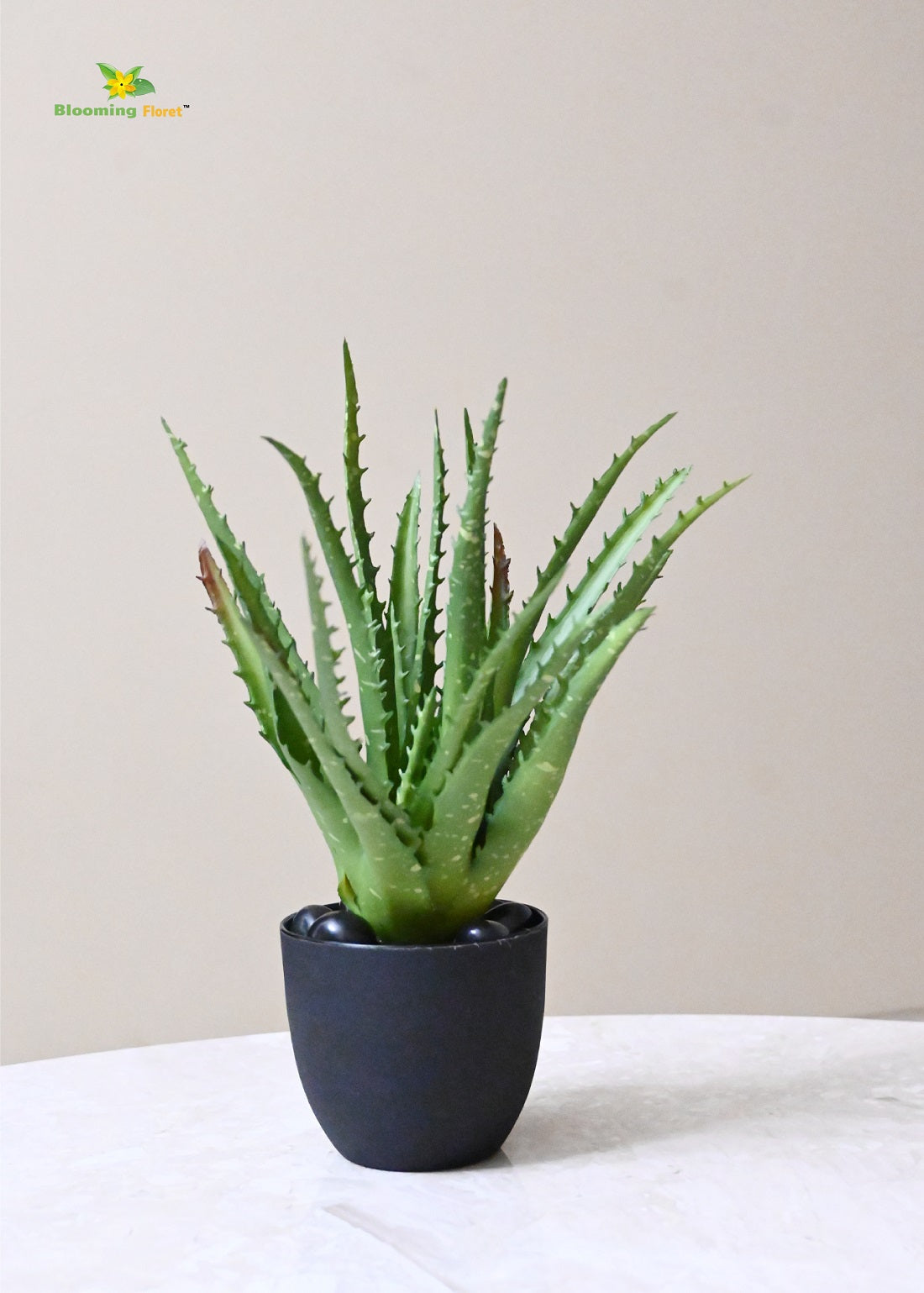 Timeless Aloe Vera Plant