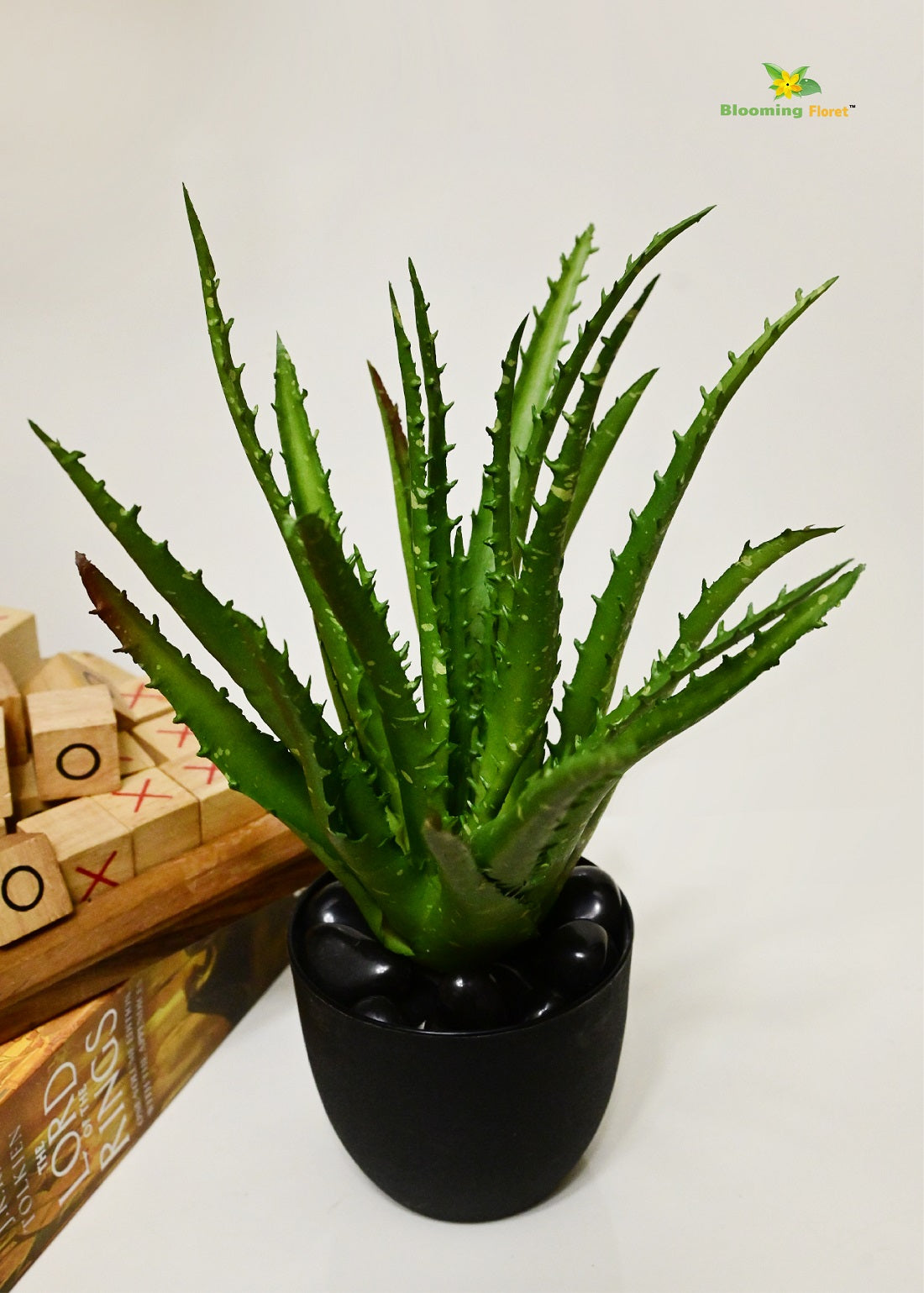 Timeless Aloe Vera Plant