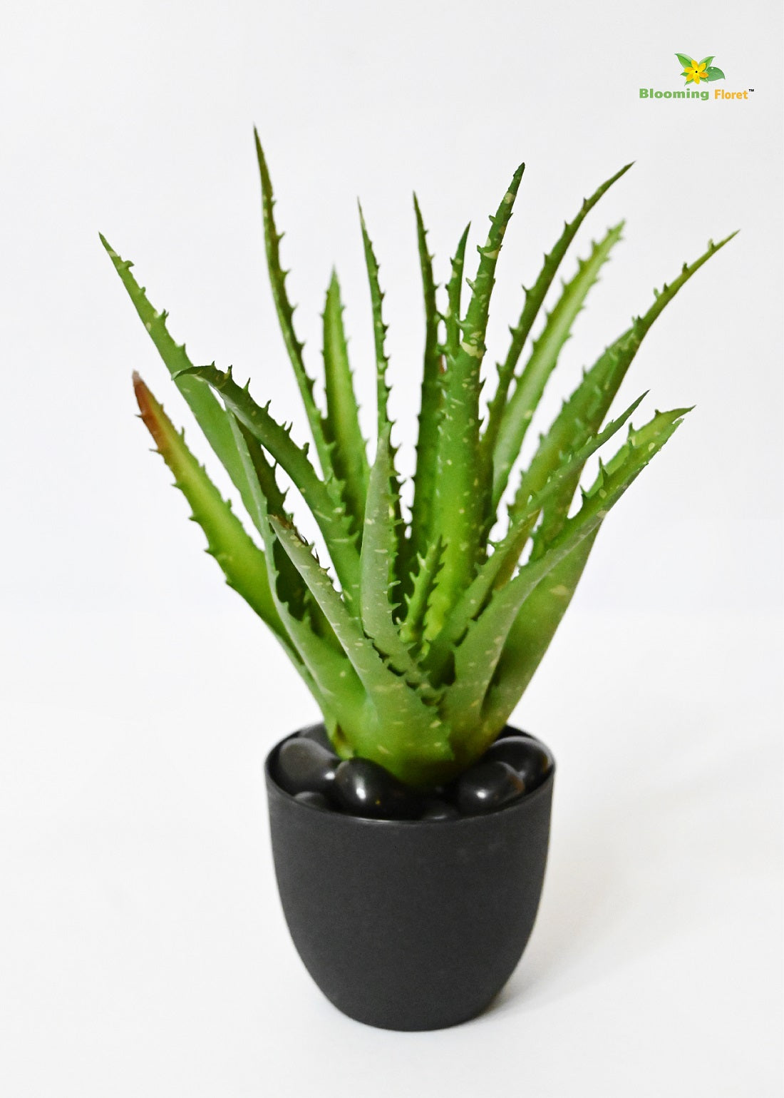 Timeless Aloe Vera Plant