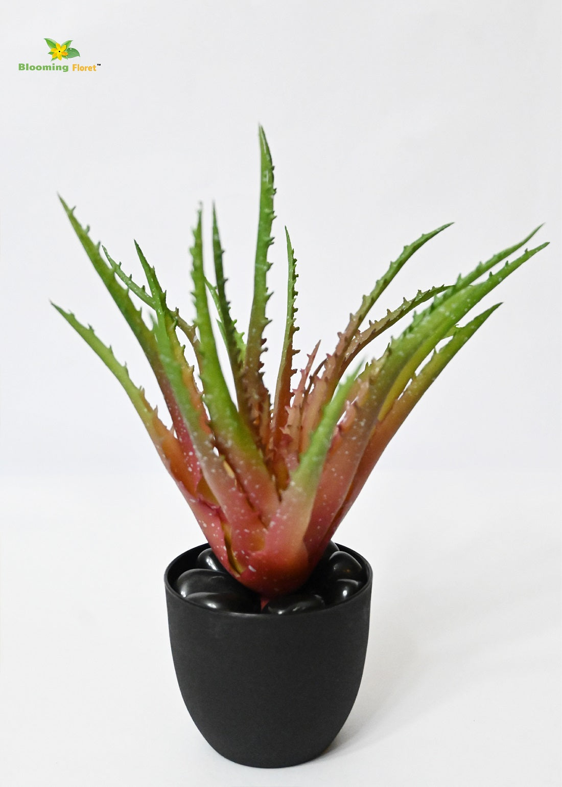 Timeless Aloe Vera Plant