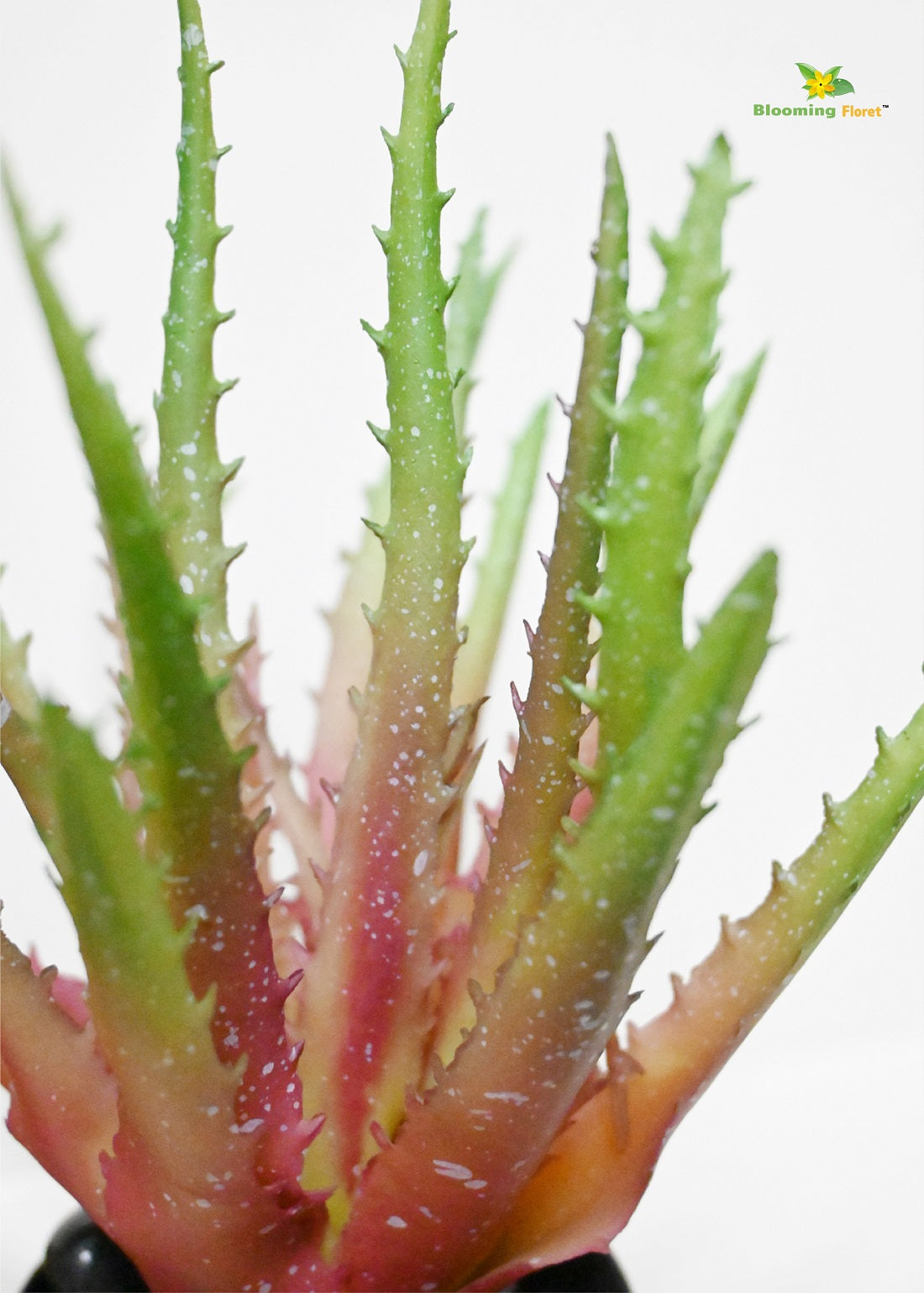 Timeless Aloe Vera Plant