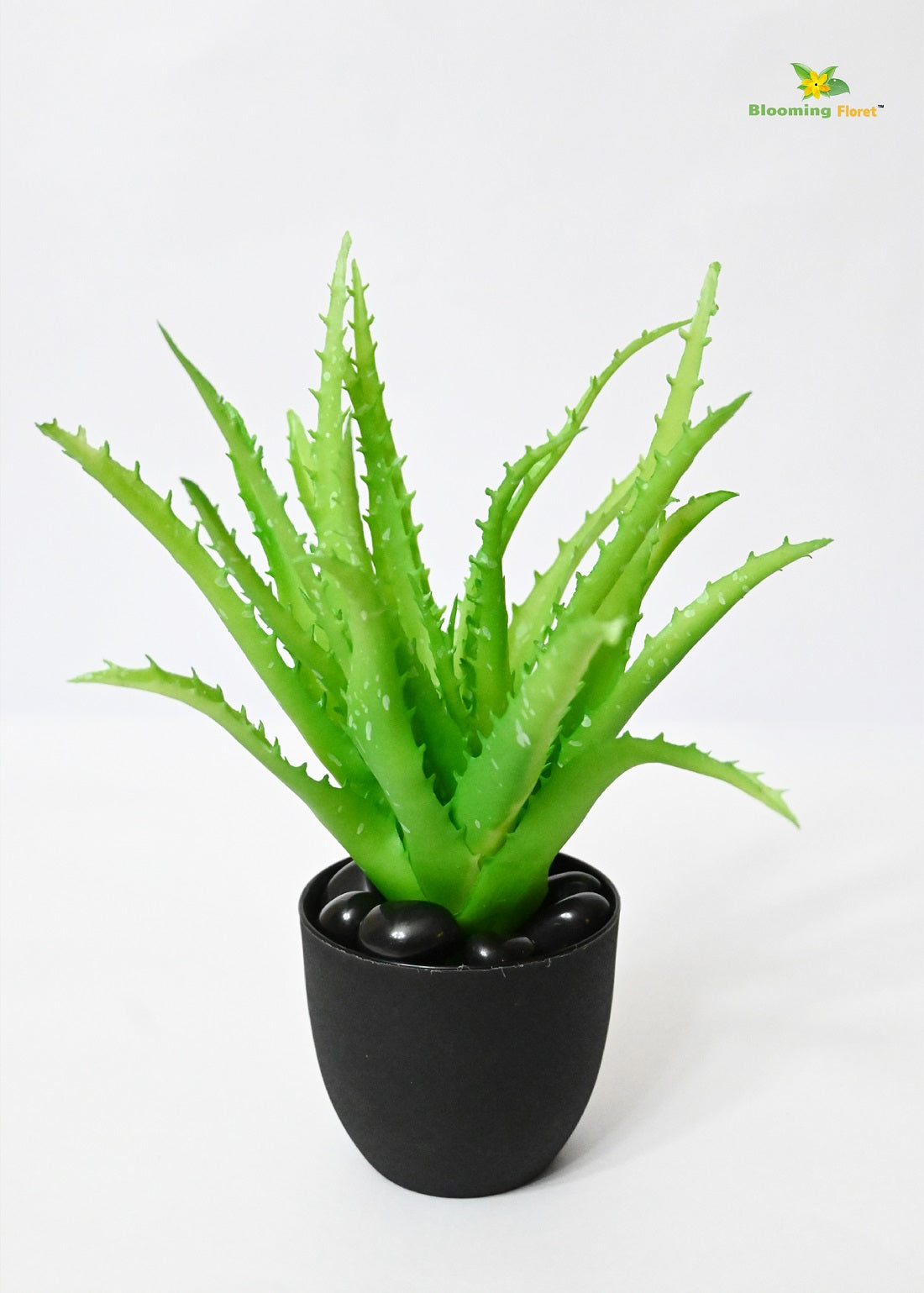 Timeless Aloe Vera Plant