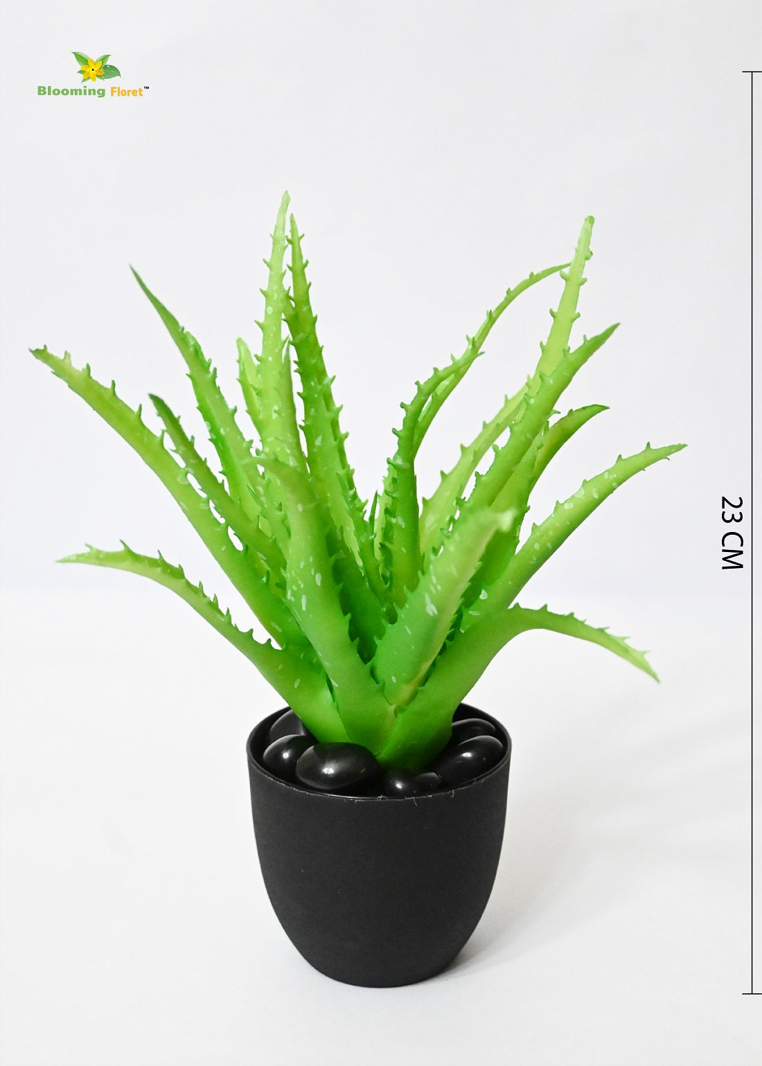 Timeless Aloe Vera Plant