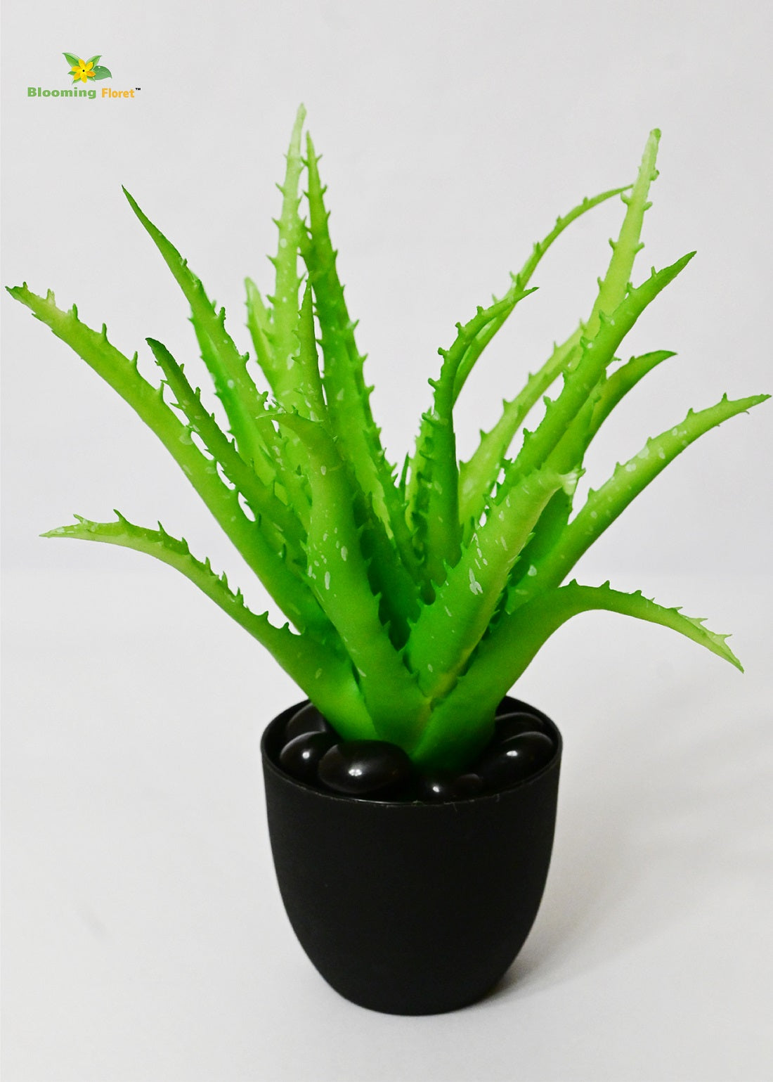 Timeless Aloe Vera Plant