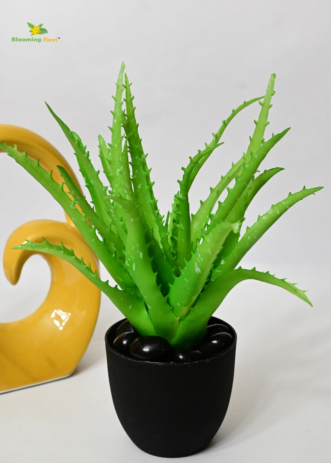 Timeless Aloe Vera Plant