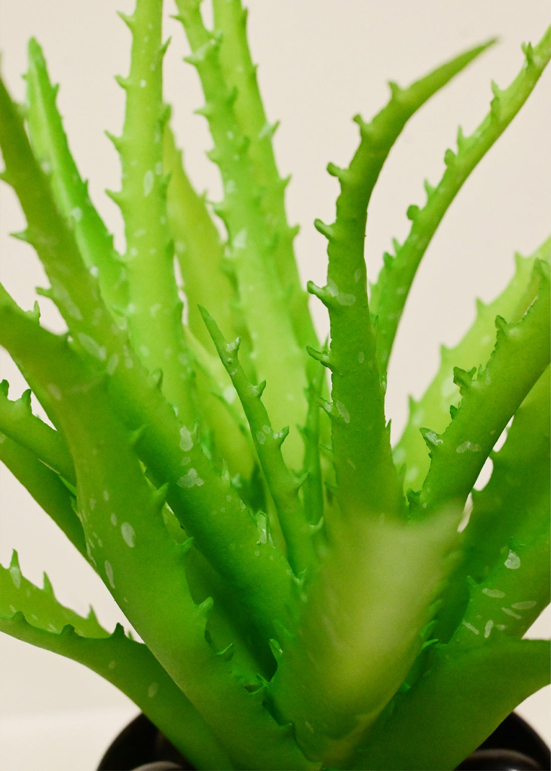 Timeless Aloe Vera Plant