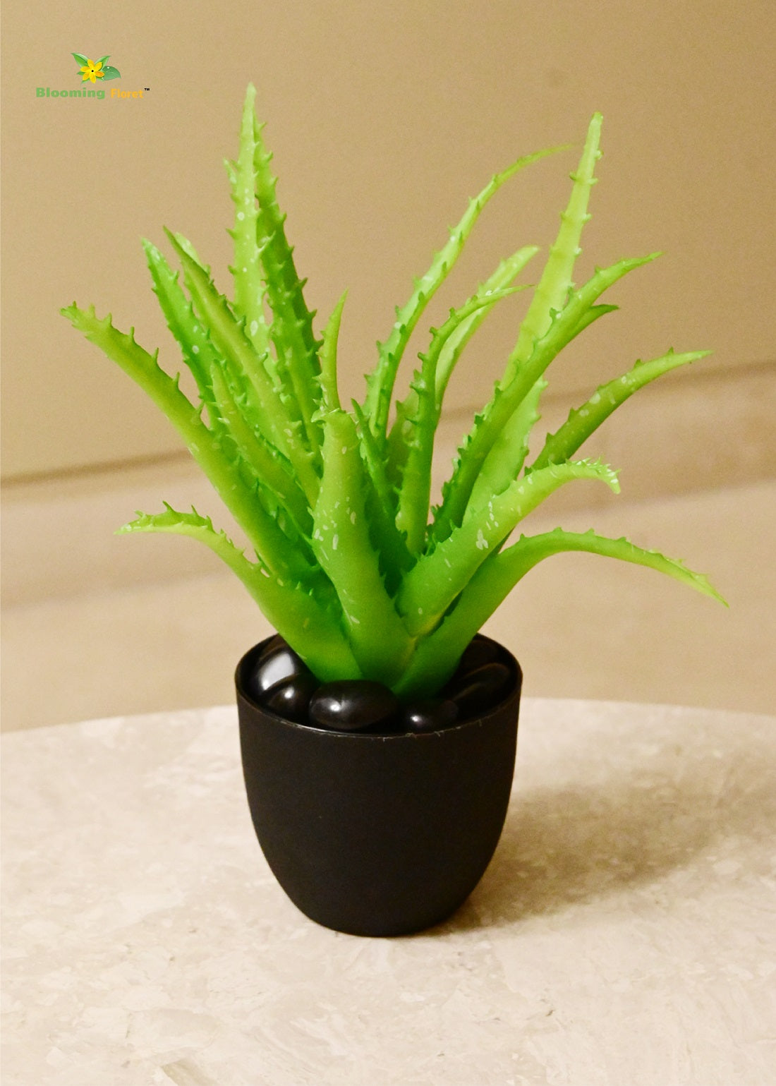 Timeless Aloe Vera Plant