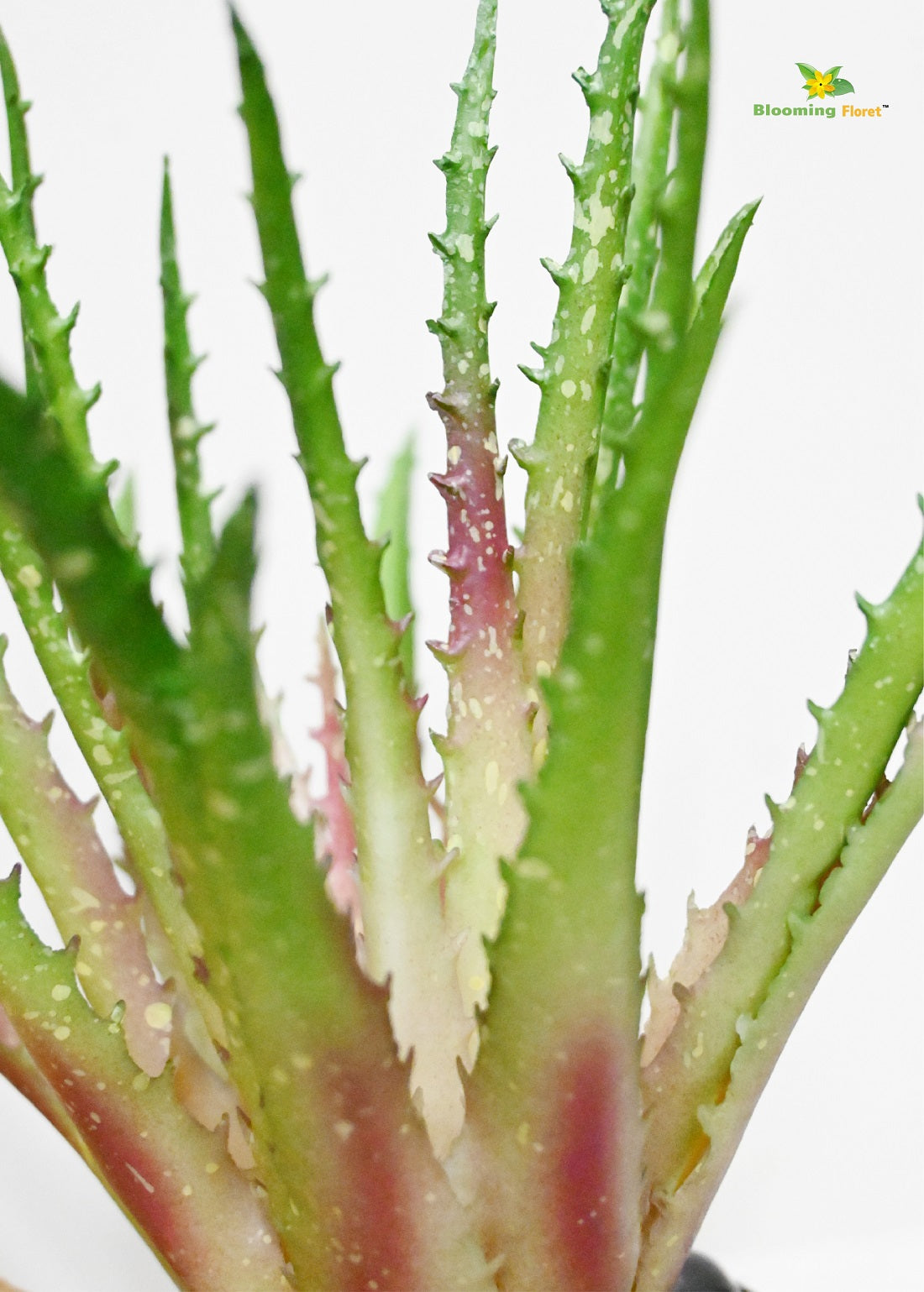 Timeless Aloe Vera Plant