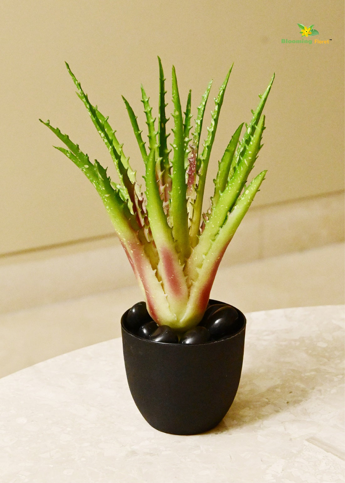 Timeless Aloe Vera Plant