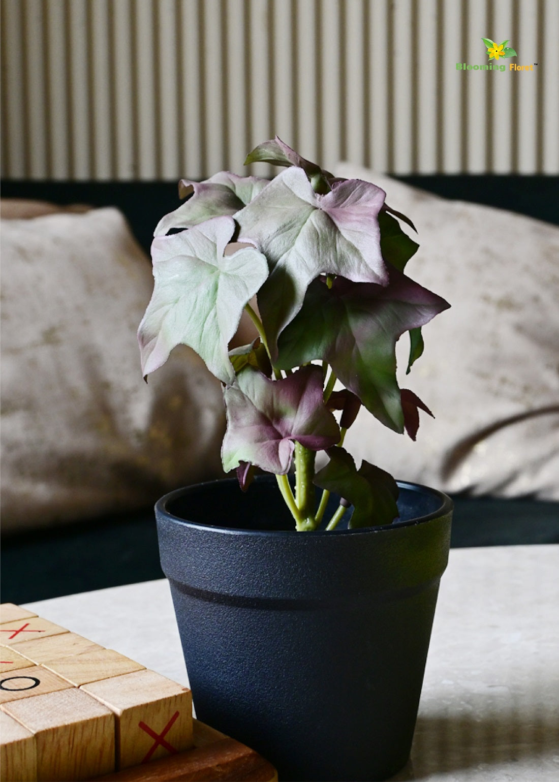 Ivy Succulent - Green and Red