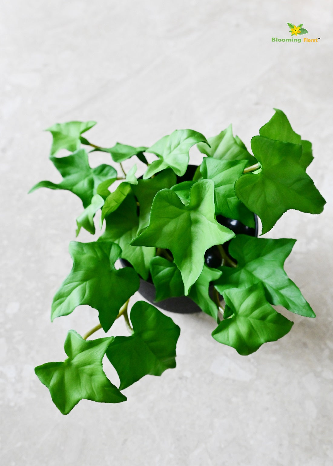 Verdant Charm Ivy Succulent