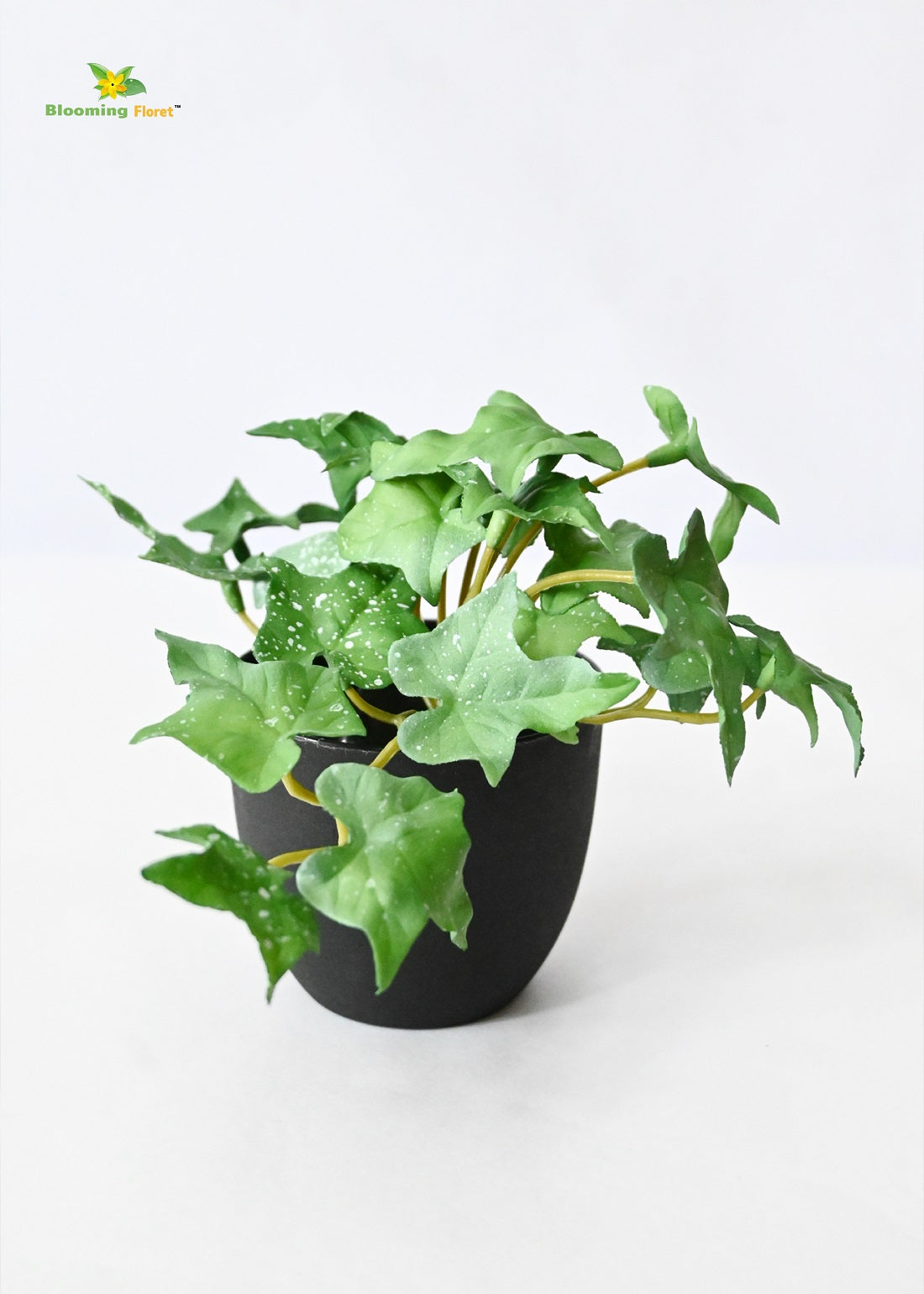 Verdant Charm Ivy Succulent