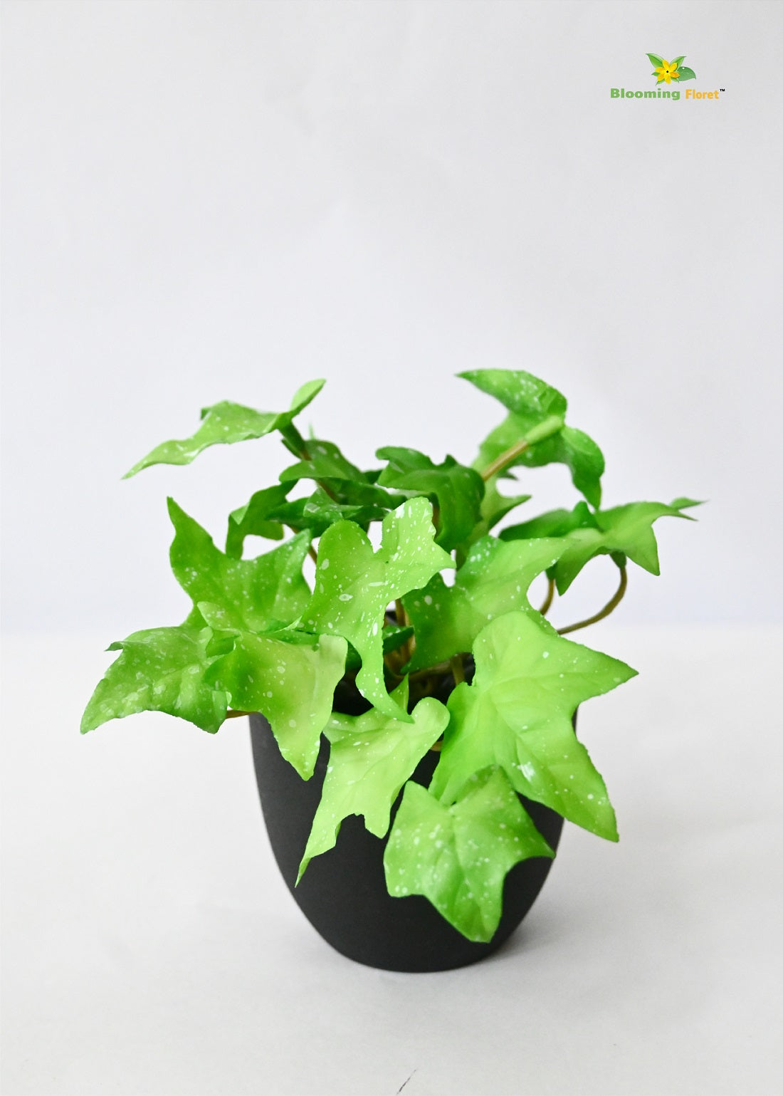 Verdant Charm Ivy Succulent