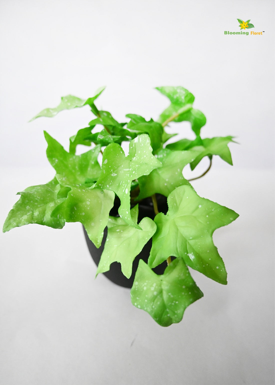 Verdant Charm Ivy Succulent