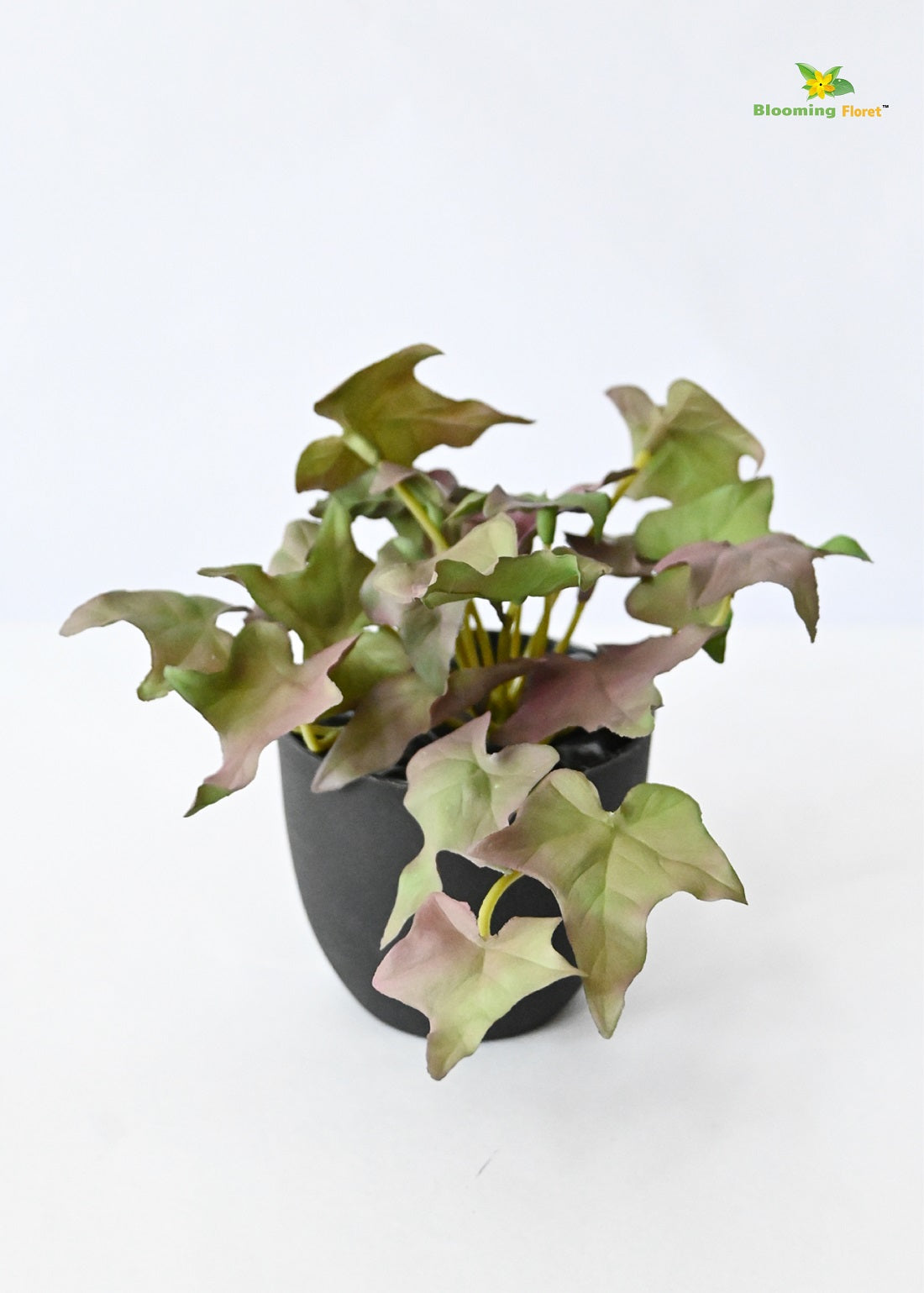 Verdant Charm Ivy Succulent