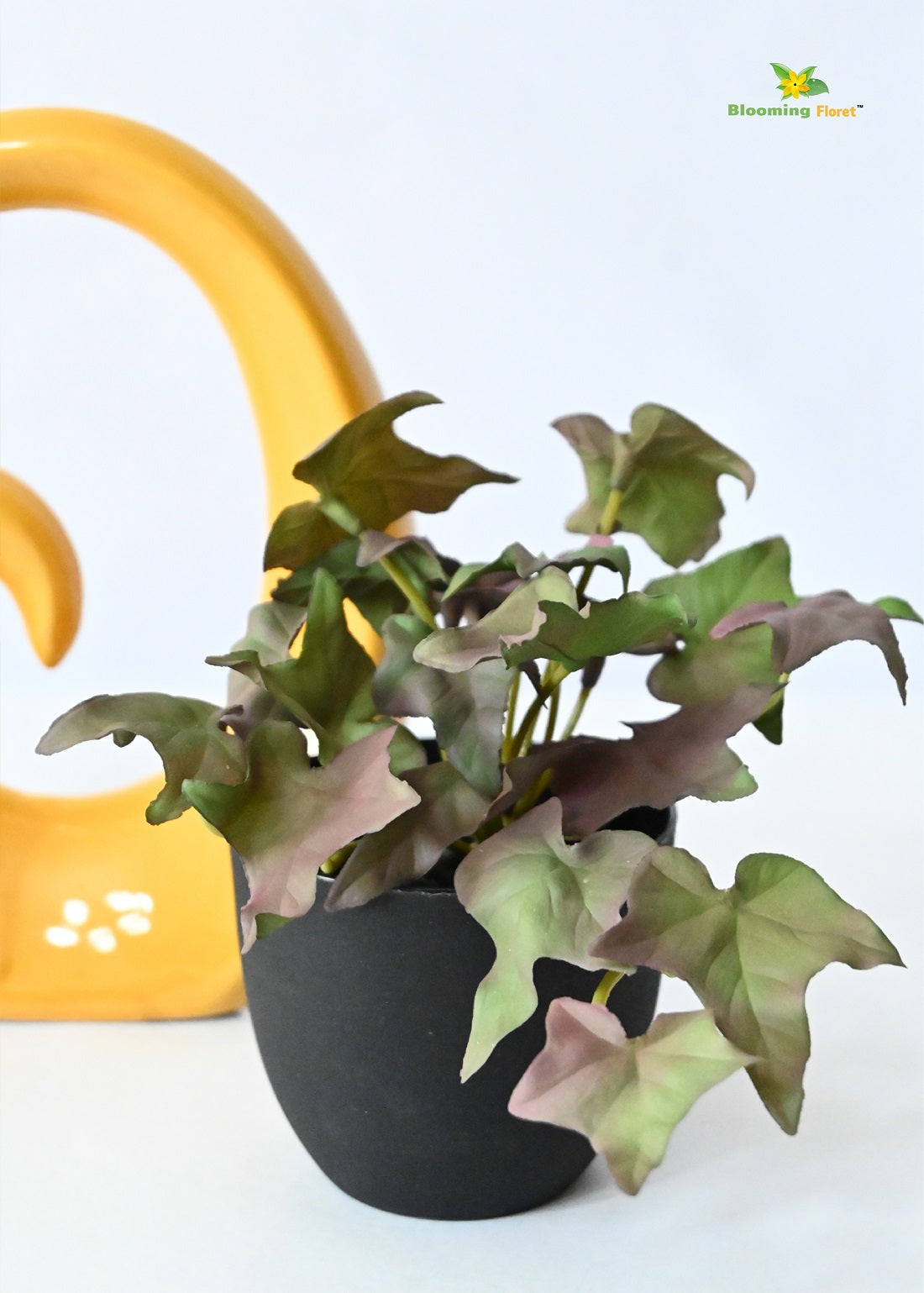 Verdant Charm Ivy Succulent