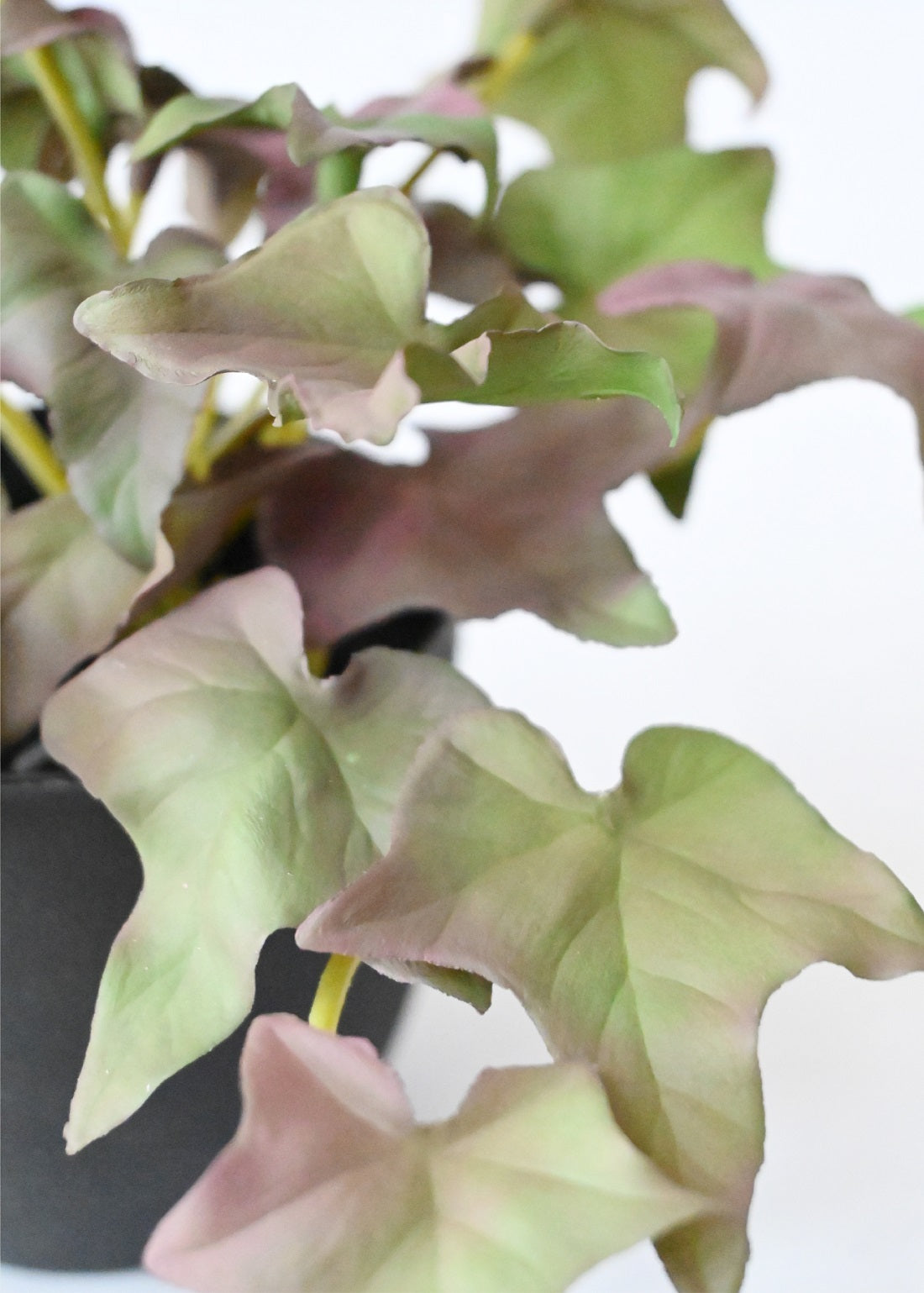 Verdant Charm Ivy Succulent