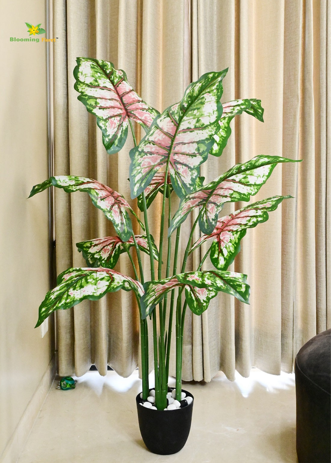 Tropical Caladium Plant - 150 cm with 10 Leaves