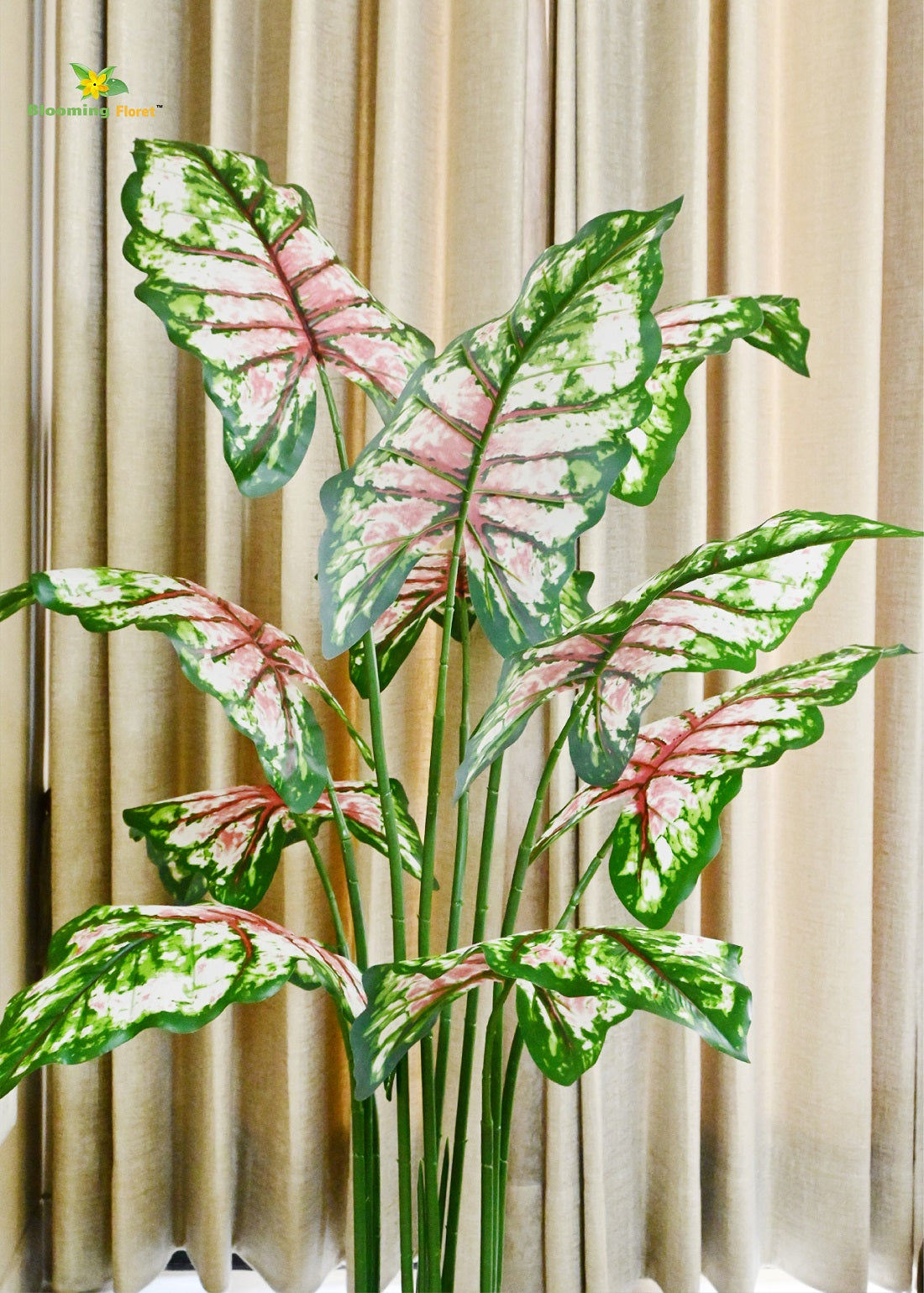 Tropical Caladium Plant - 150 cm with 10 Leaves