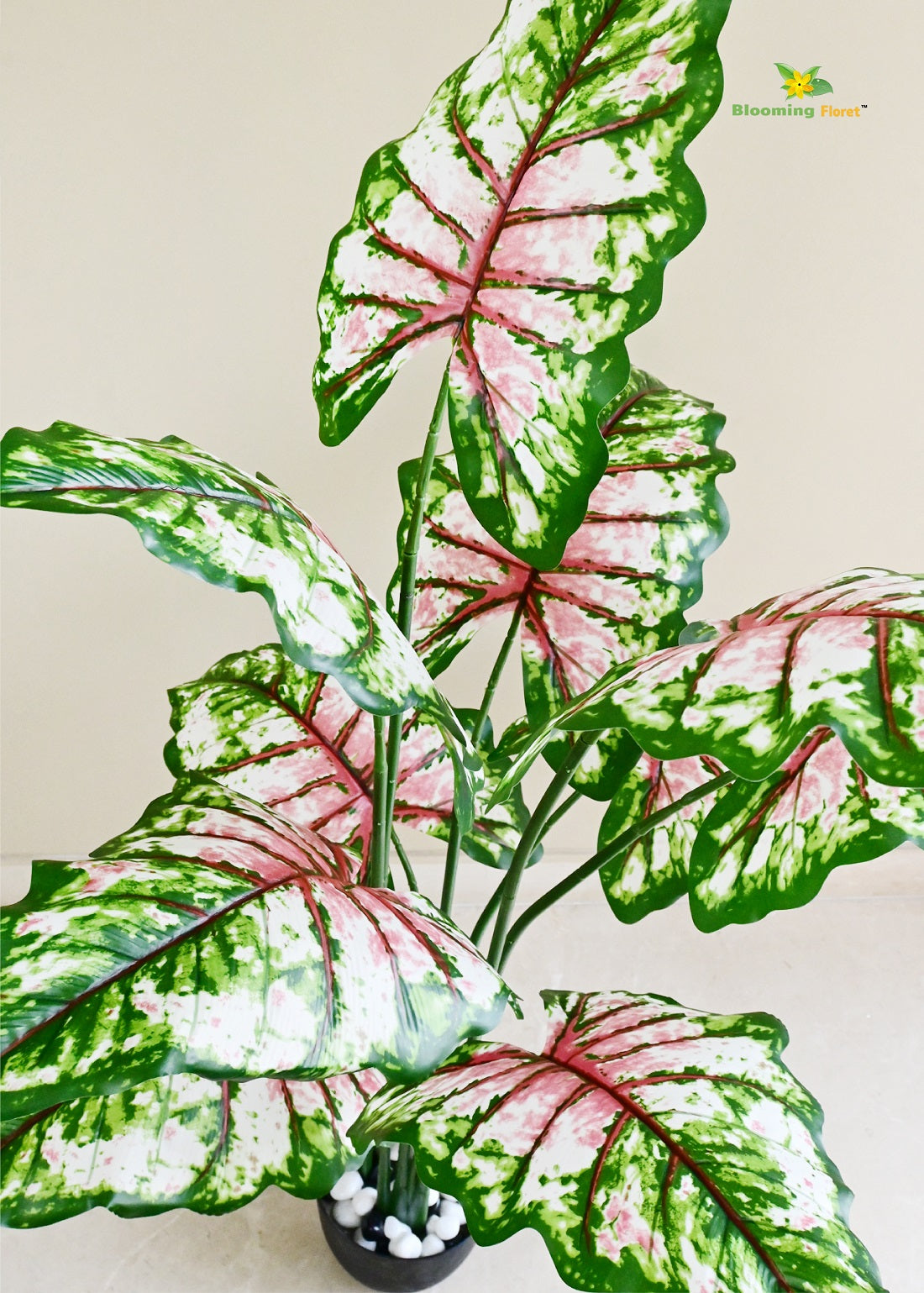 Tropical Caladium Plant - 150 cm with 10 Leaves