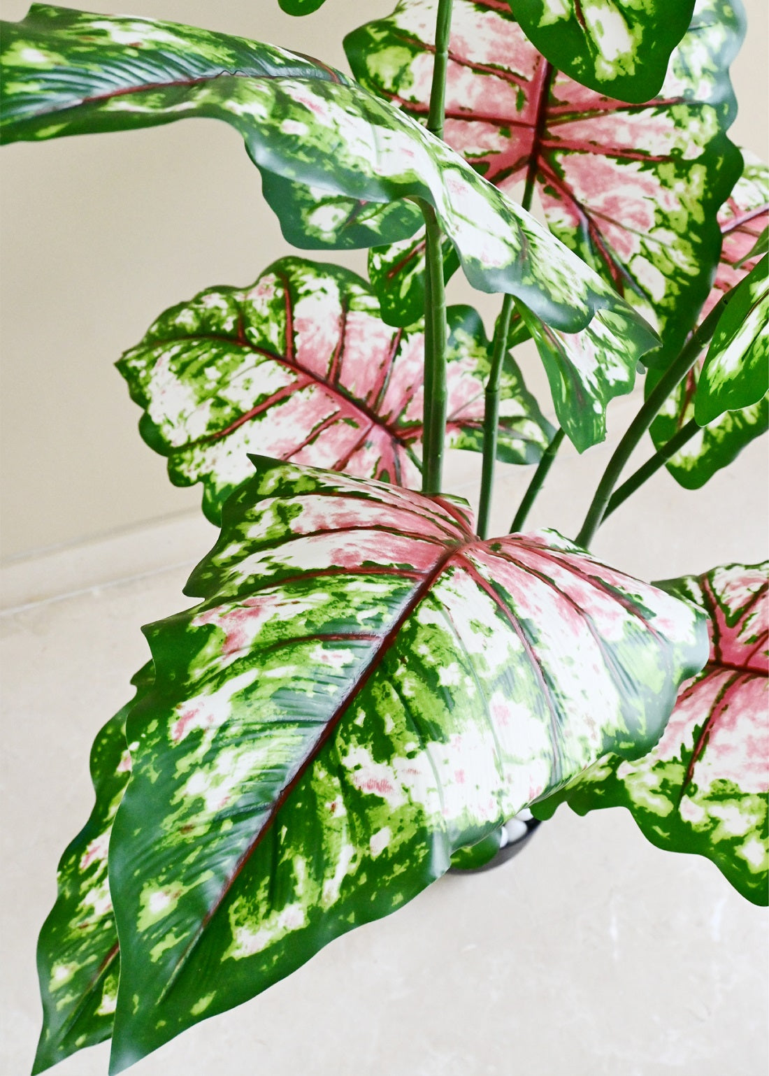 Tropical Caladium Plant - 150 cm with 10 Leaves