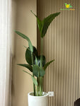 Realistic Artificial Banana Leaf Faux Plant – 180 cm, with Basic Plant