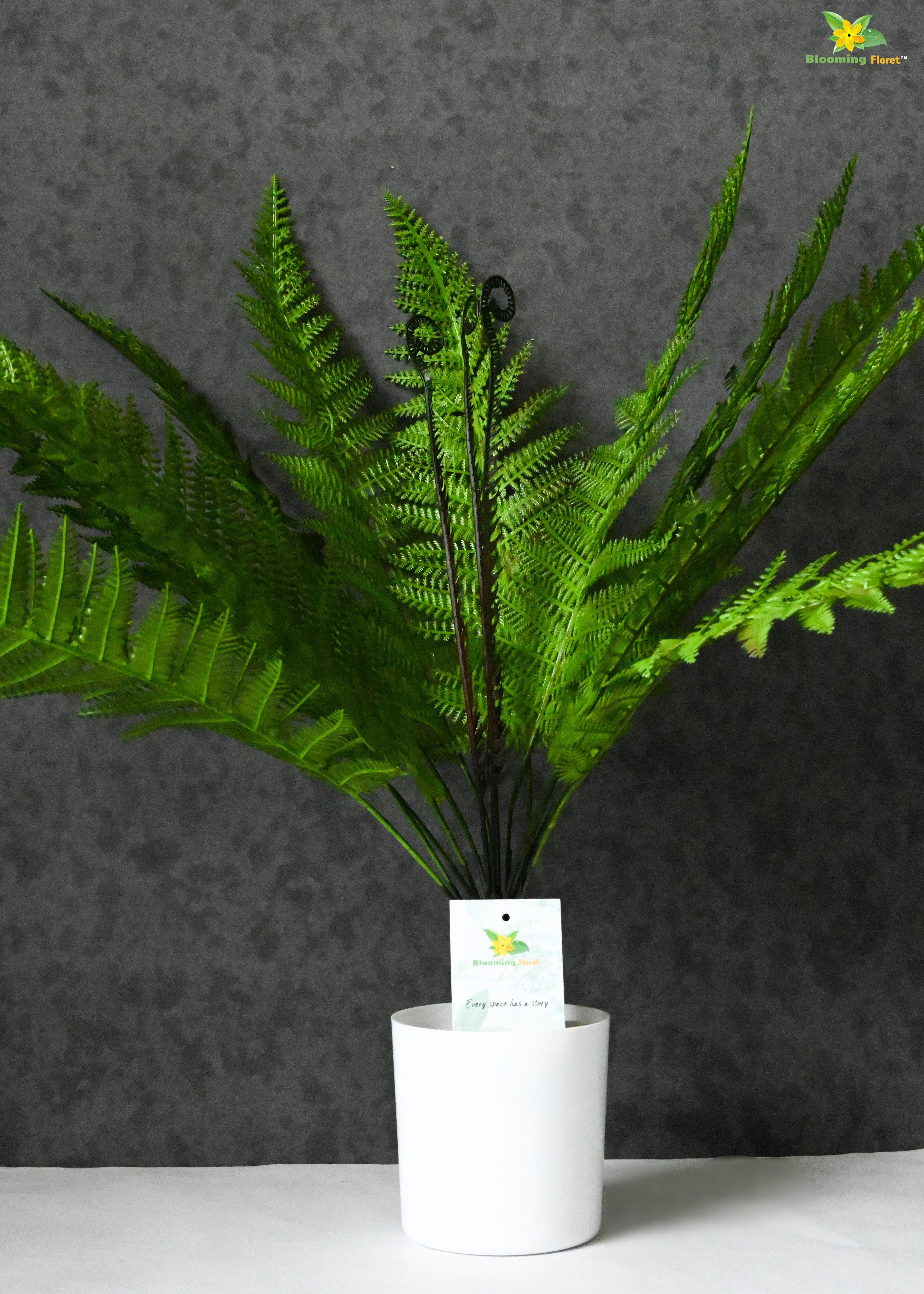 Evergreen Foliage Wood Fern Plant | Dark Green