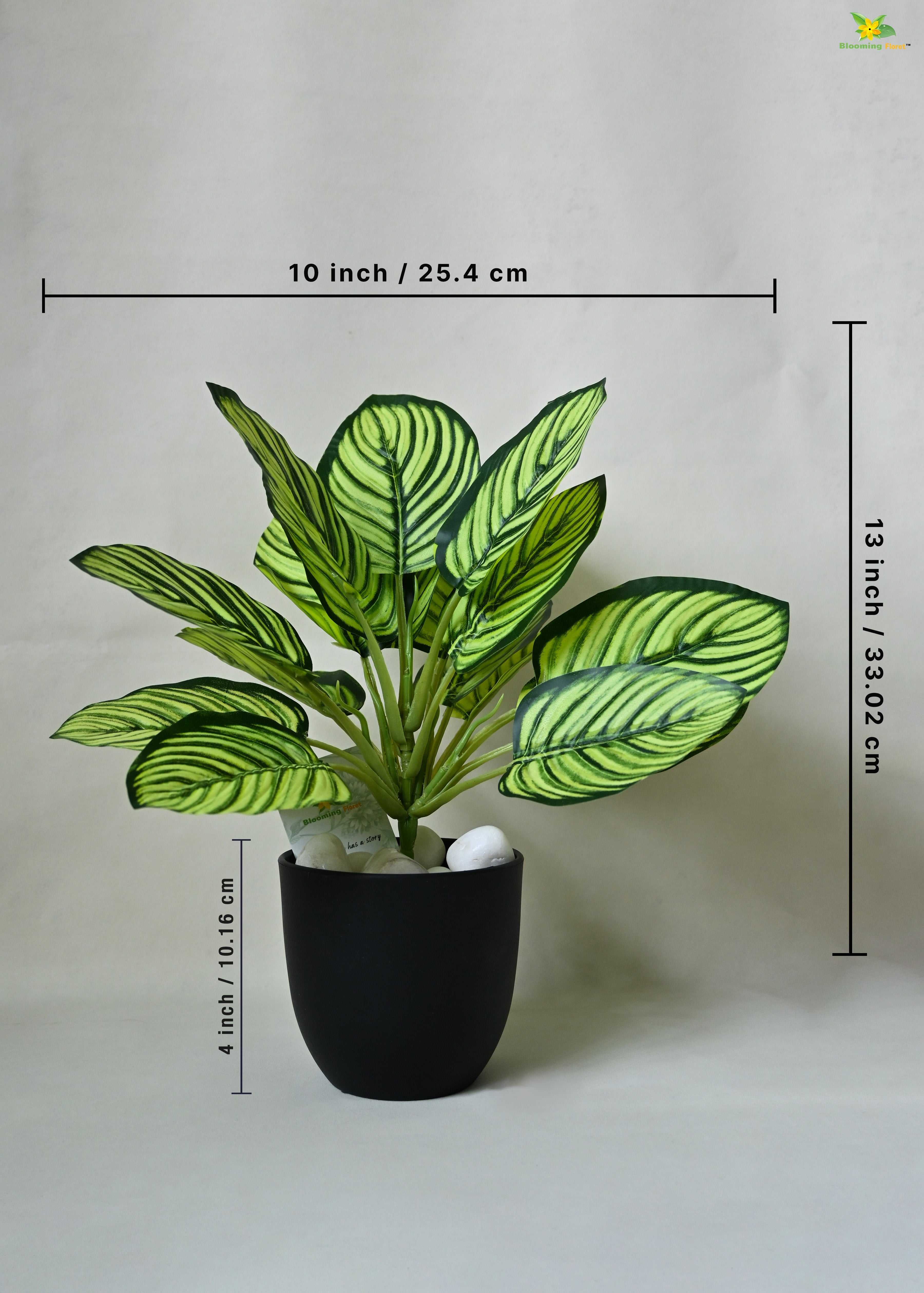 Exquisite Calathea Ornata Plant