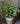 Artificial Dragon Heart Coleus Plant for Decor | with Basic Pot | 48.3 cm