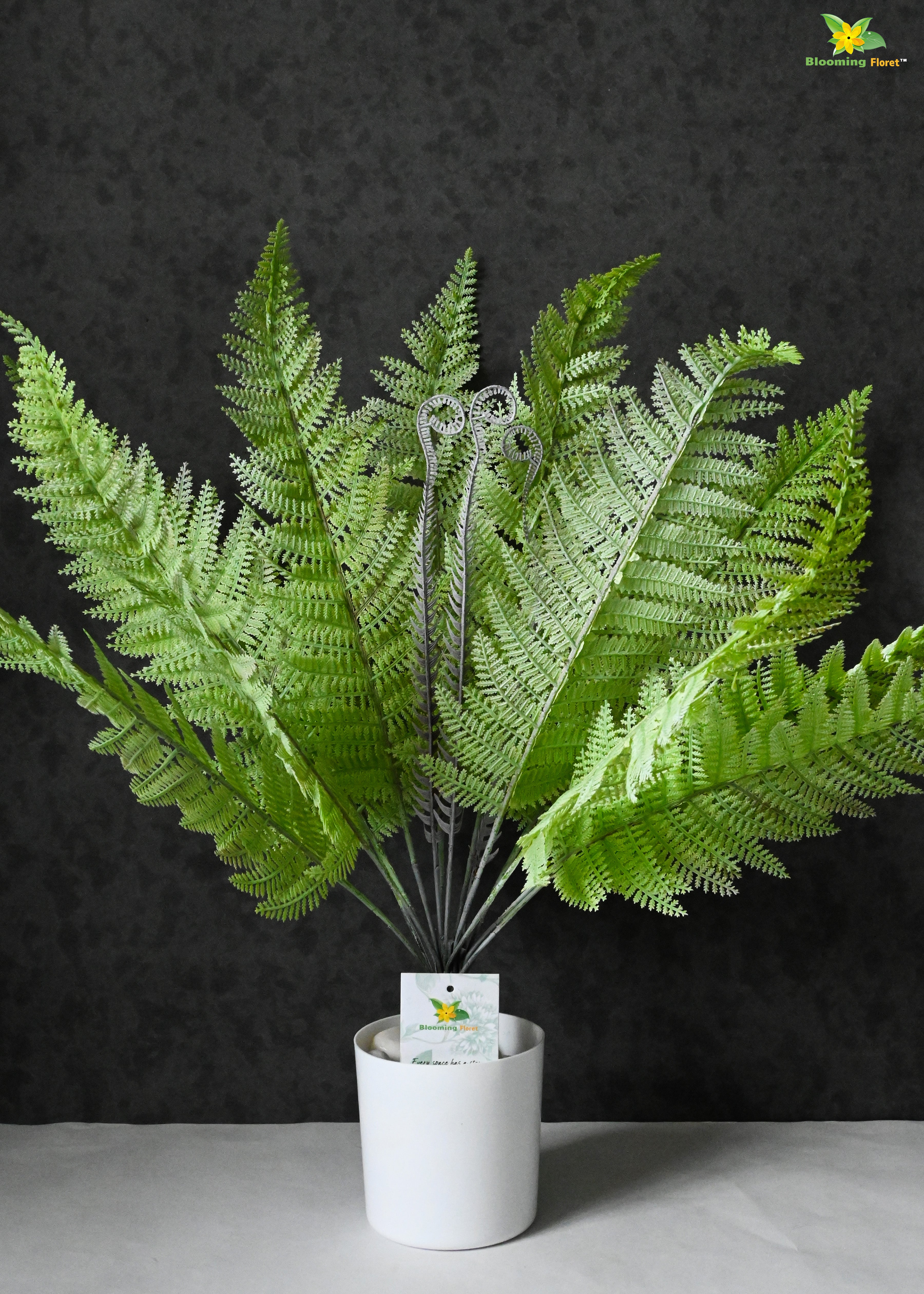 Evergreen Foliage Wood Fern Plant | Light Green