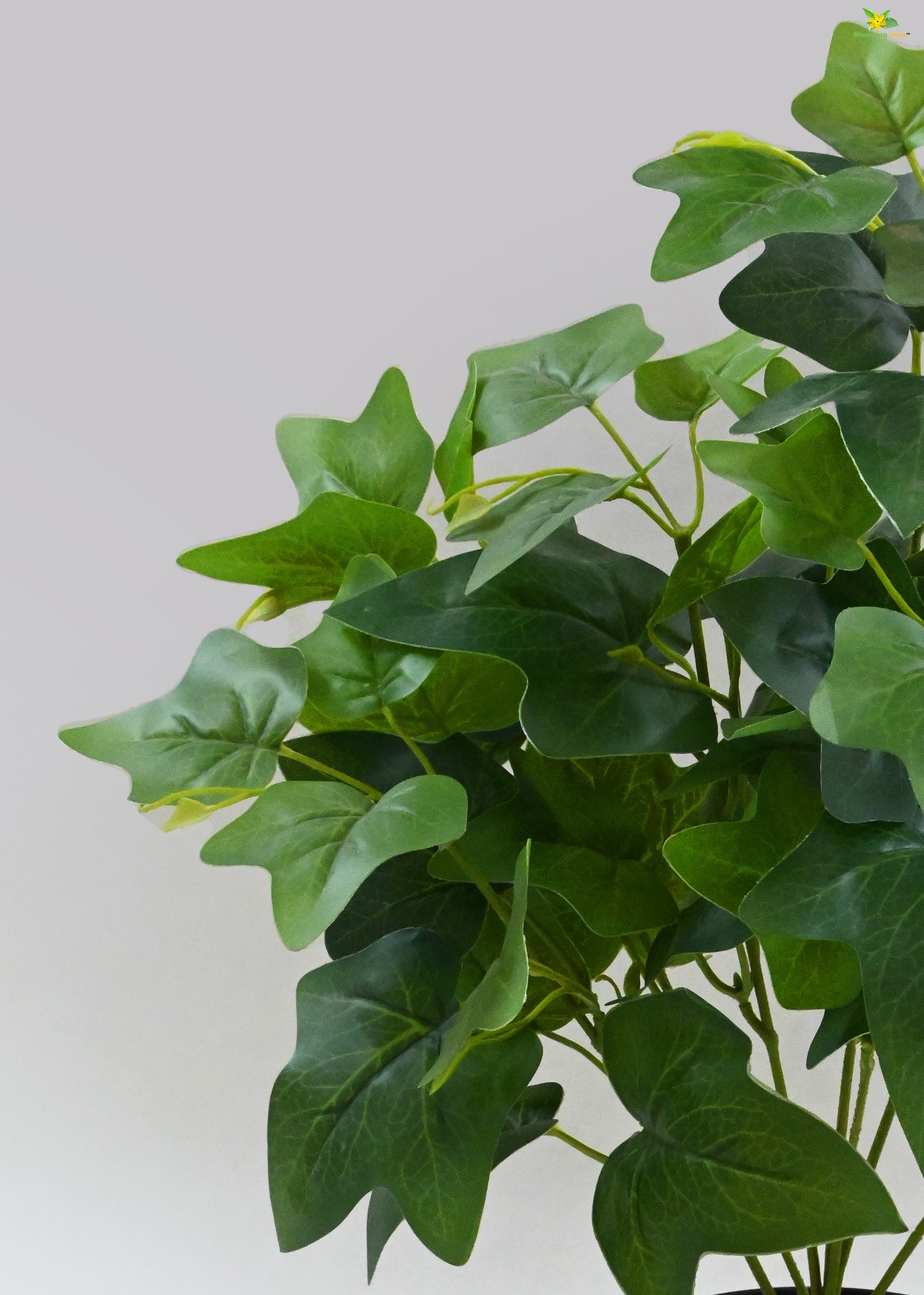 Artificial Japanese Ivy Plant for Decor | with Basic Pot | 48.3 cm