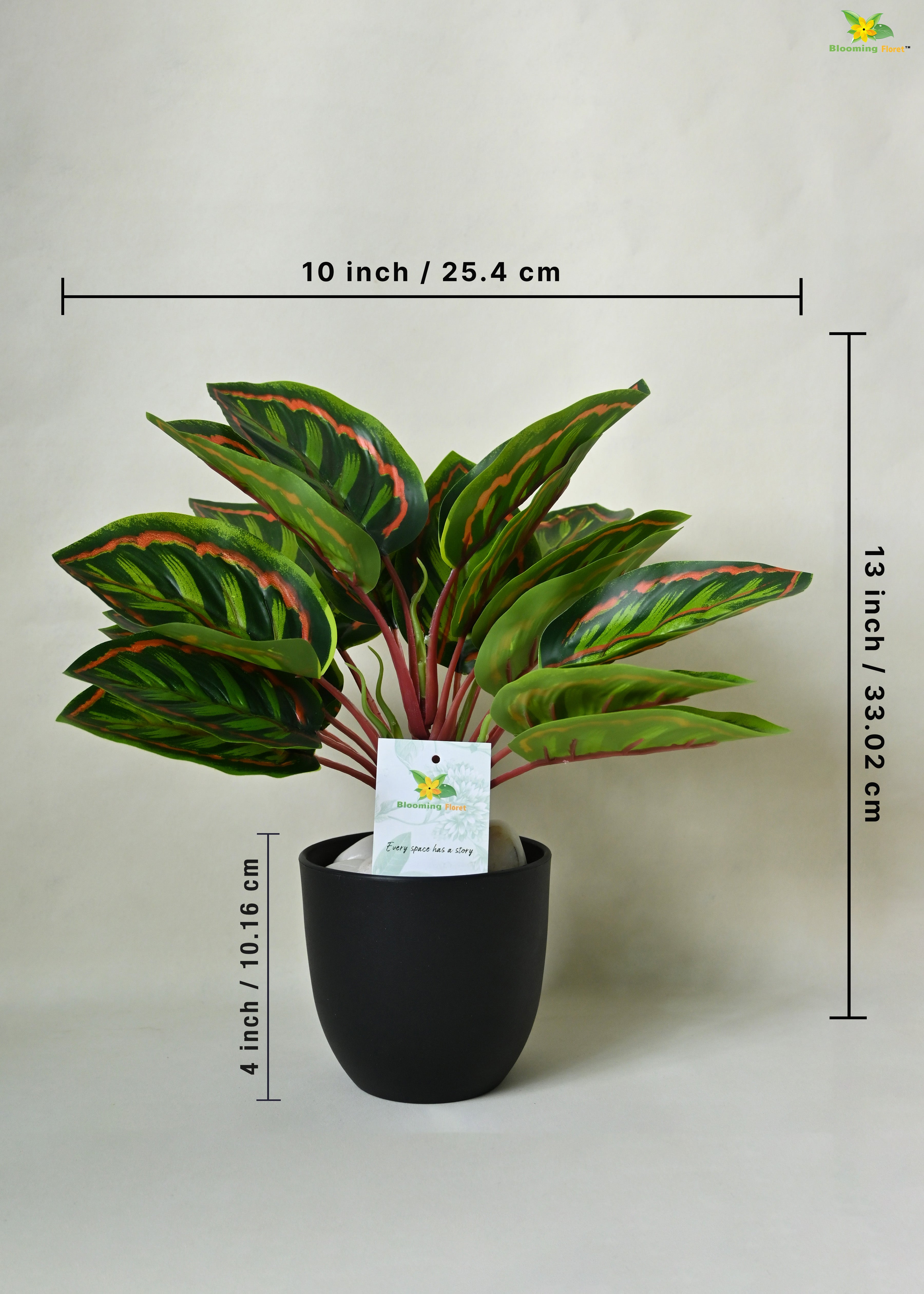 Enchantaflora Calathea Roseopicta Plant | Red Veins