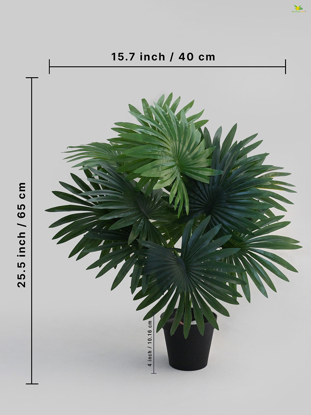 Tropical Breeze Fan Palm Plant